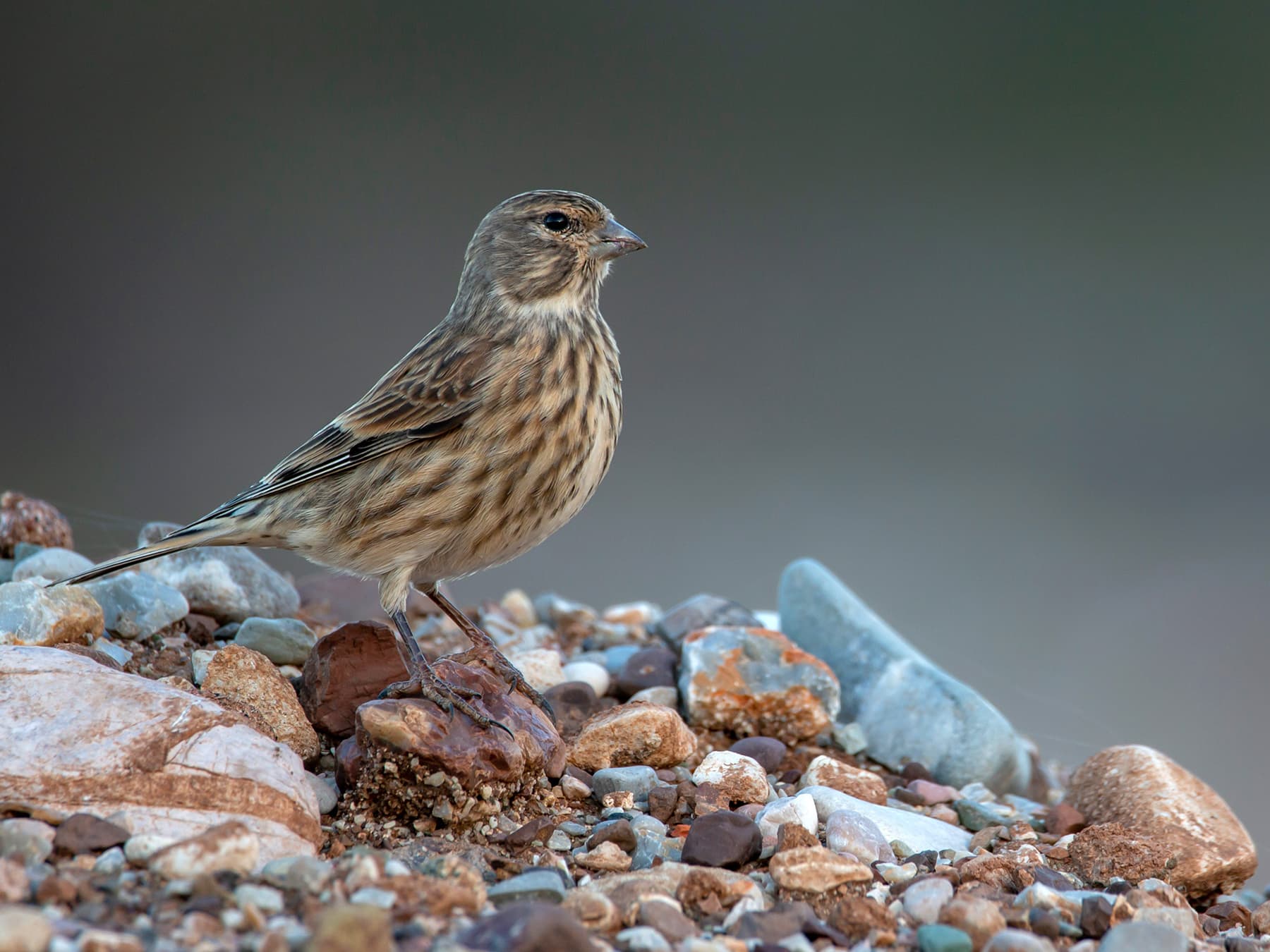 Female Linnet in natural habitat