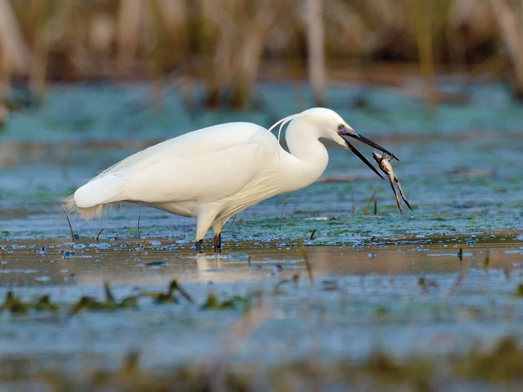 Close up of a Little Egret catching a frog in its natural wetland habitat