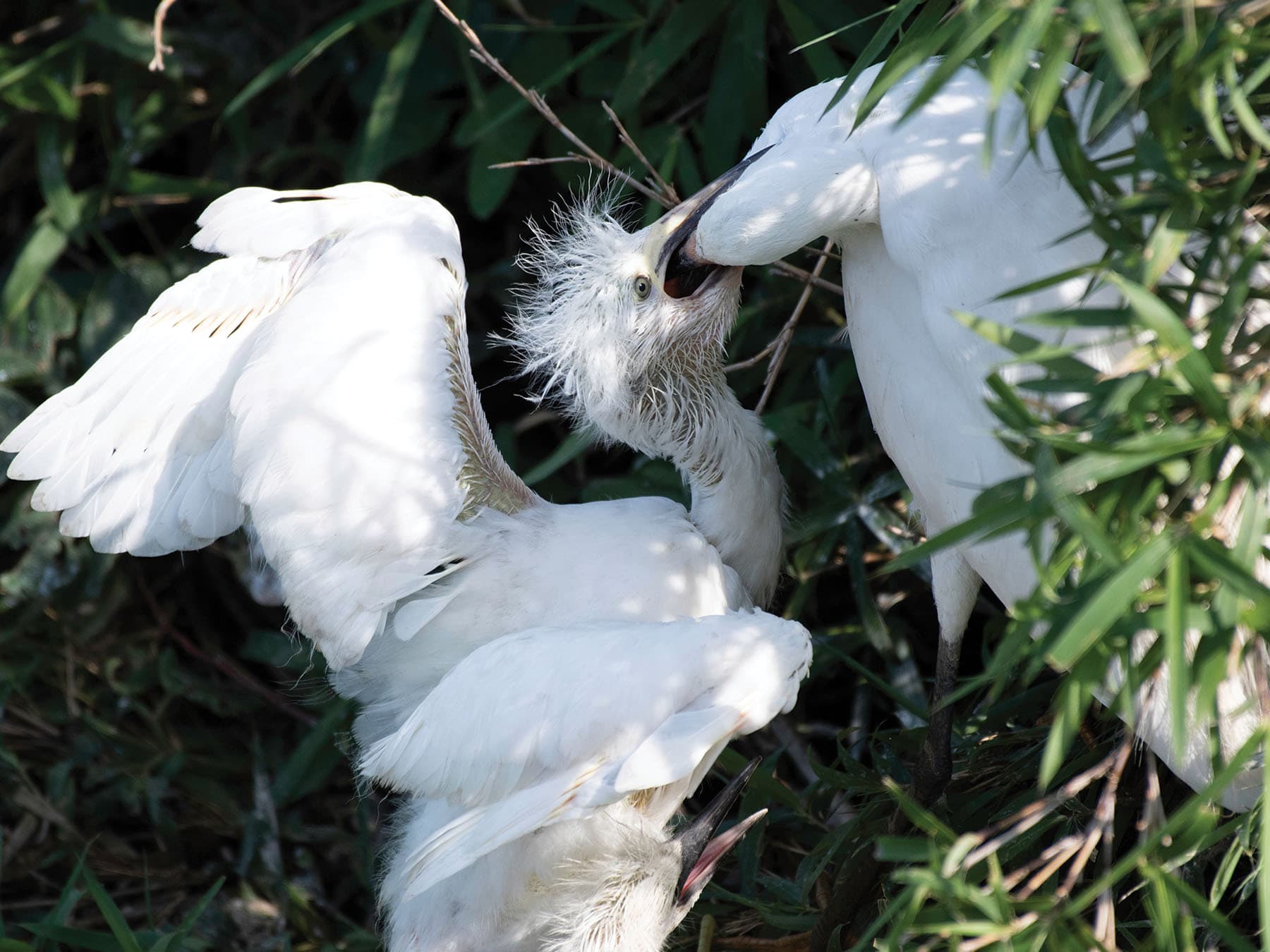 Little Egret feeding one of its young chicks
