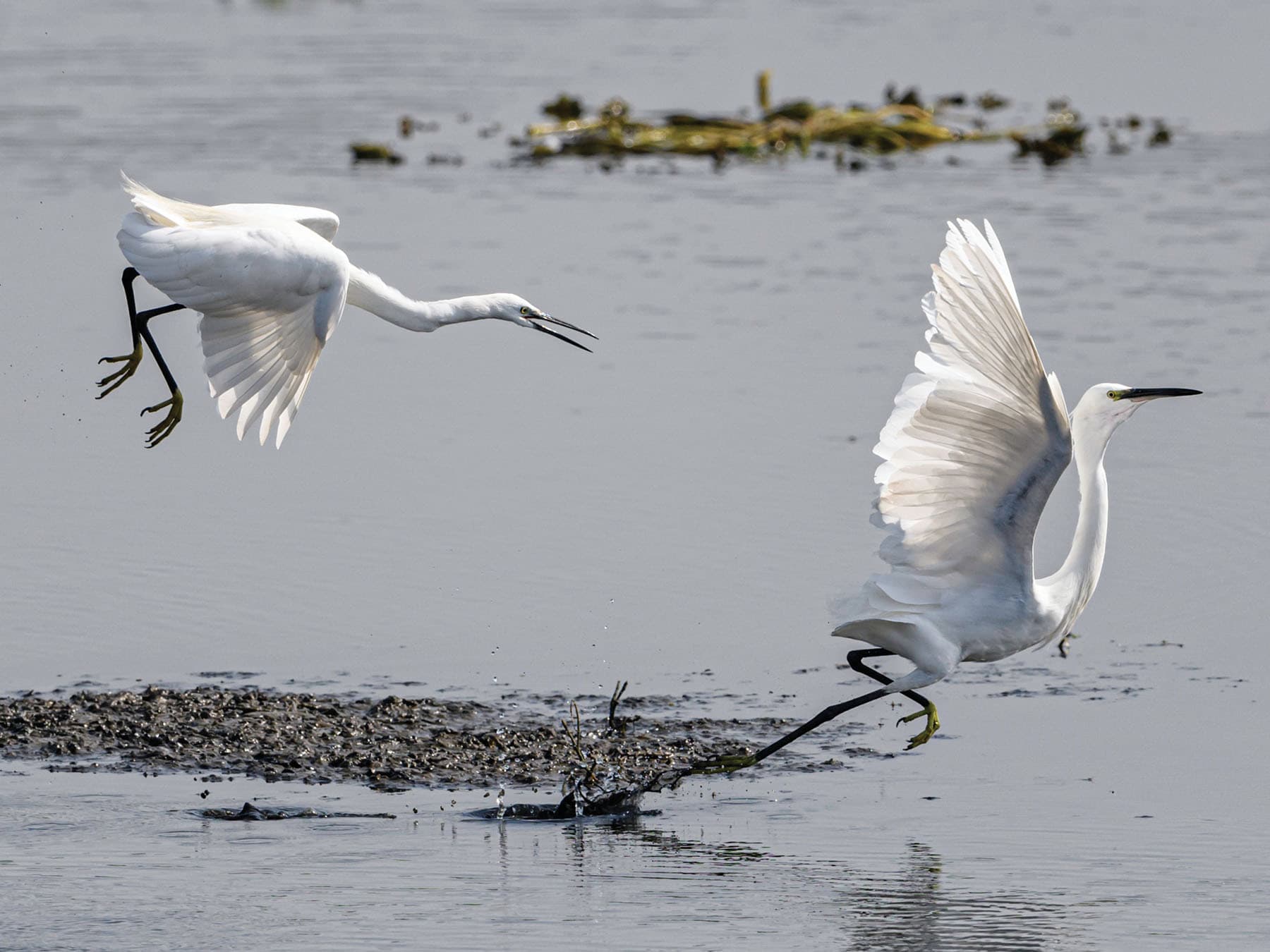 Little Egrets fighting over food - they have a habit of doing this, even when their food sources are abundant