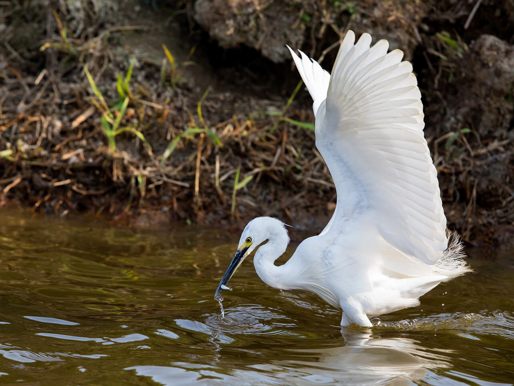 Little egret fishing