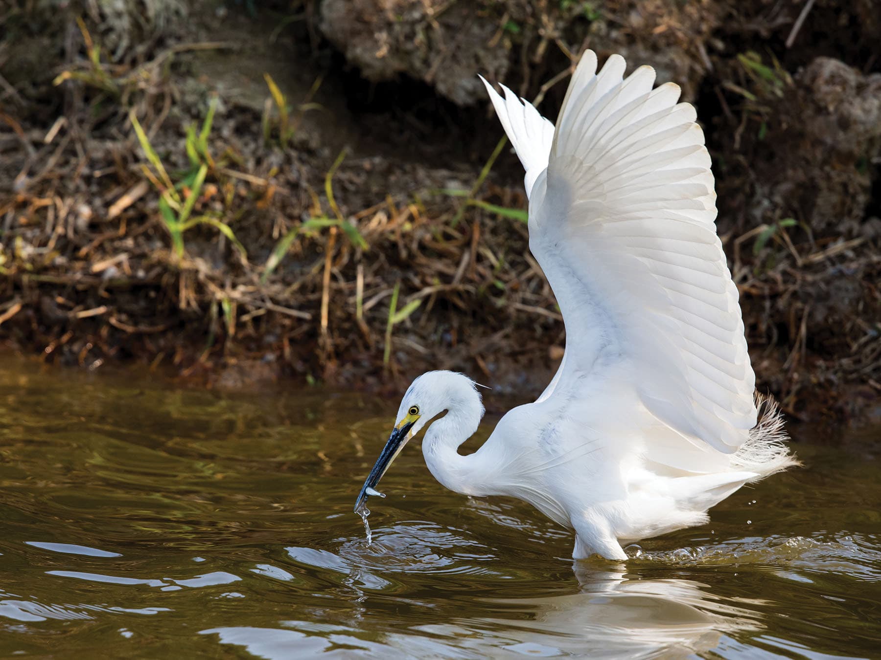 Little Egret hunting for fish in the water