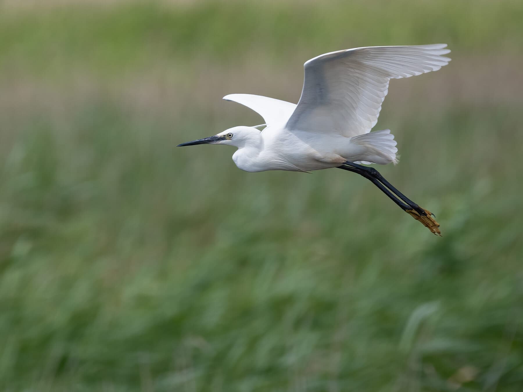 Little egret in flight