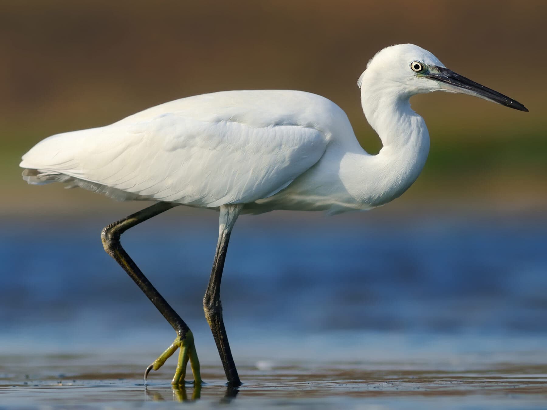 Little egret uk