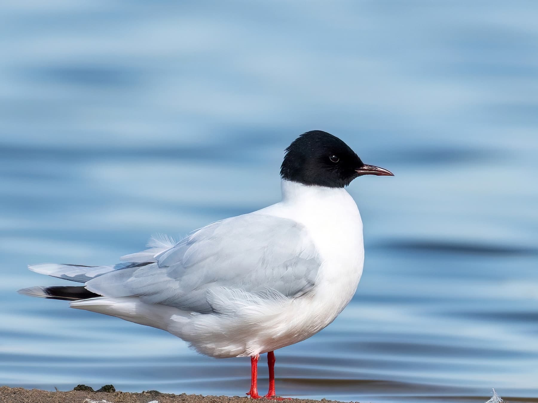 Little Gull