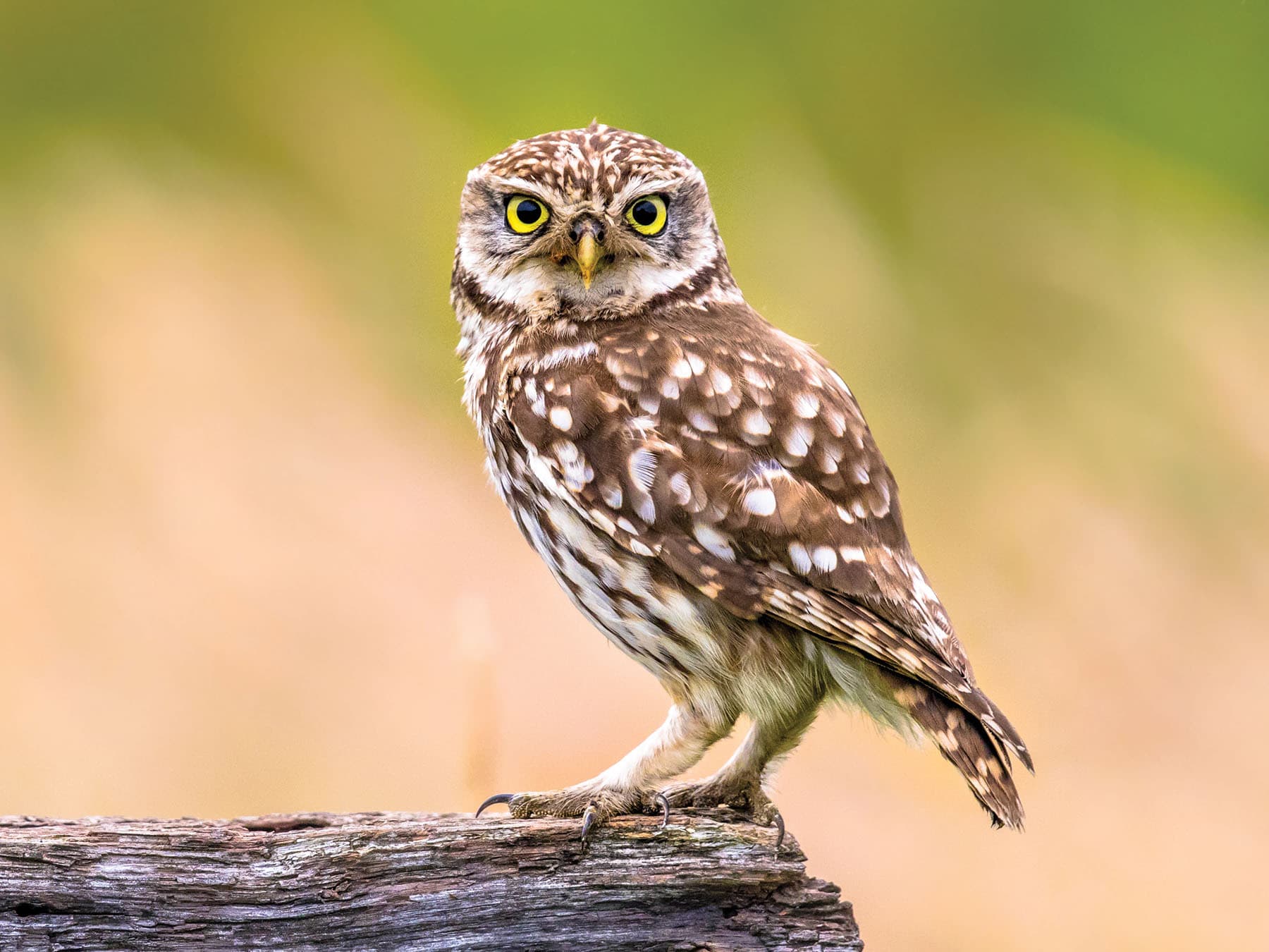 Little Owl