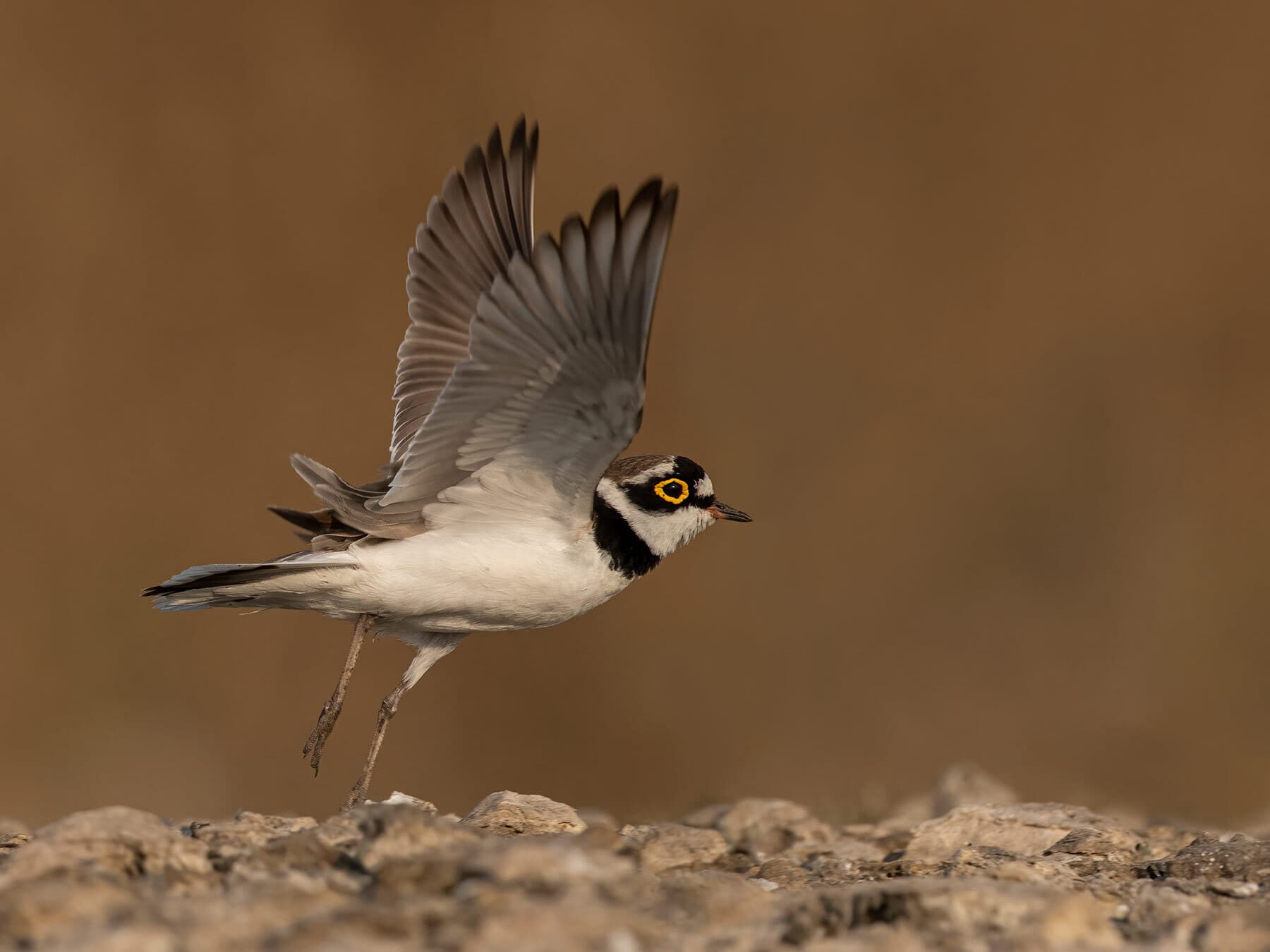 Little ringed plover taking off