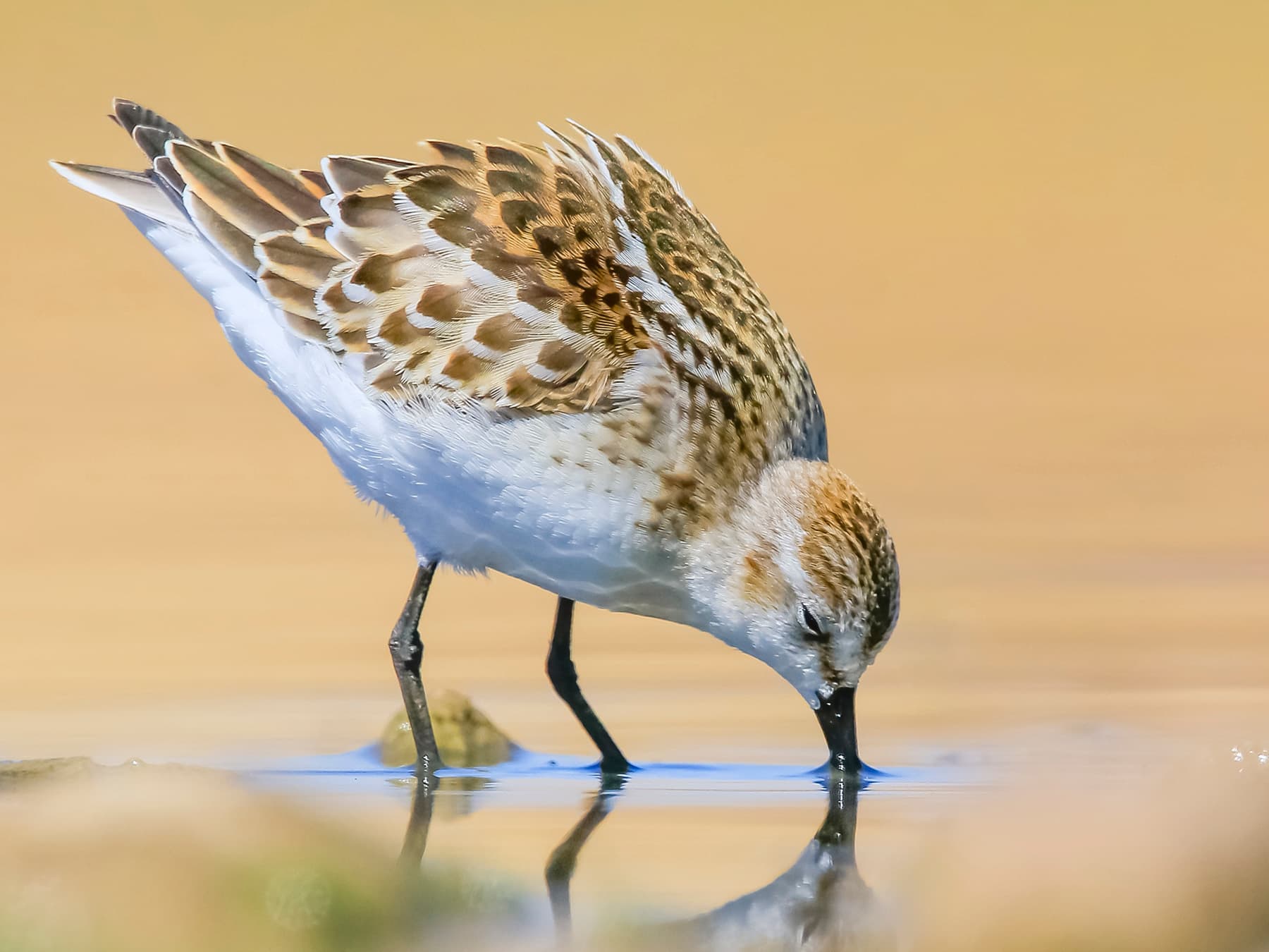 Little Stint feeding in a shallow pool