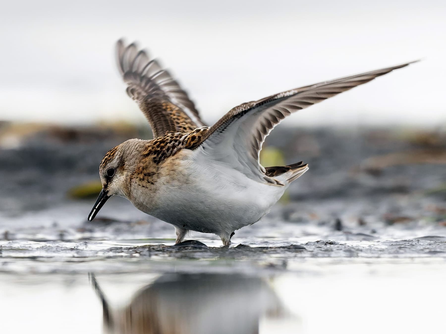 Little Stint foraging in muddy waters