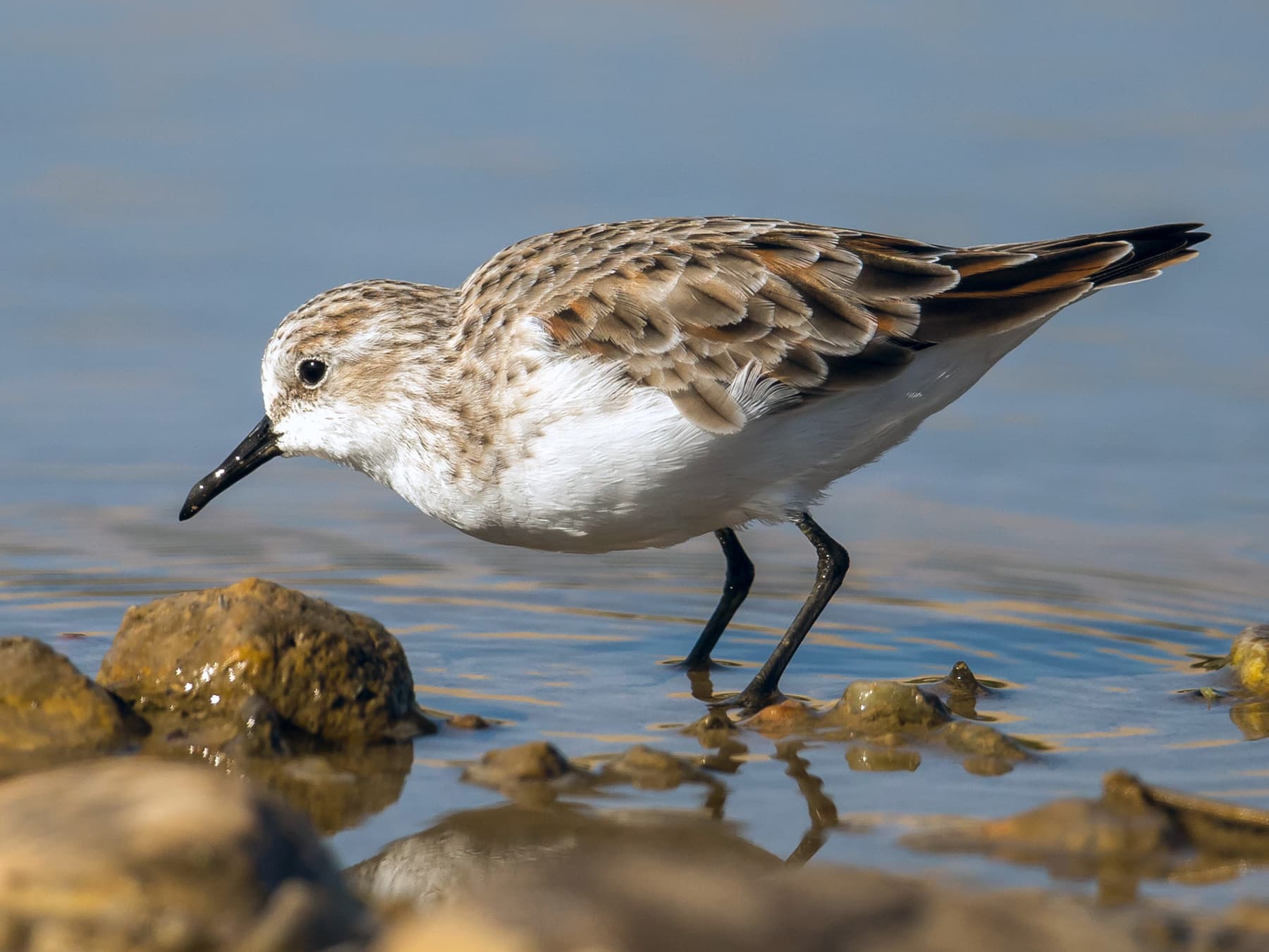 Little Stint feeding in shallow pool