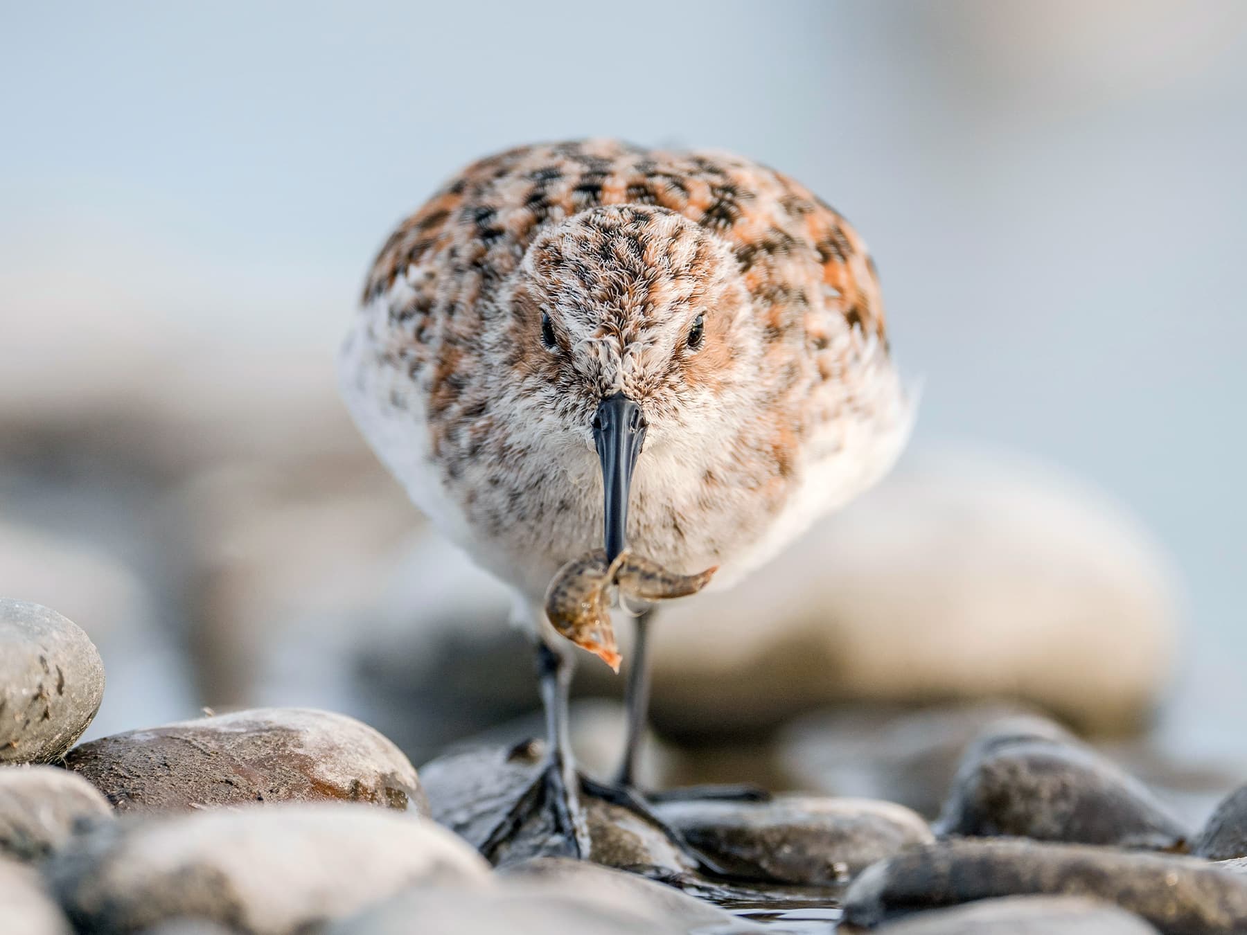 Little Stint on the shore of a lake with prey in its beak