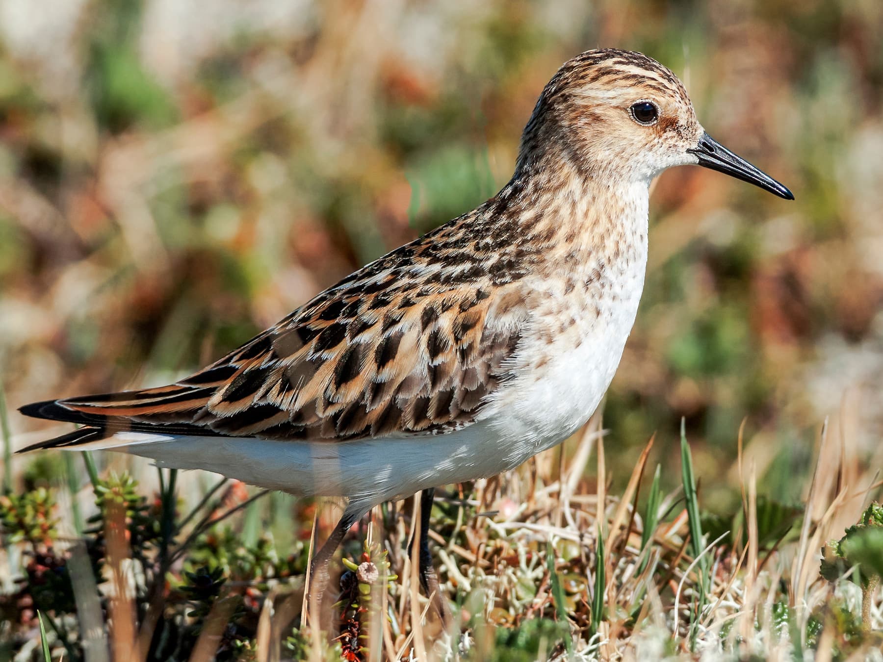 Little Stint in the tundra