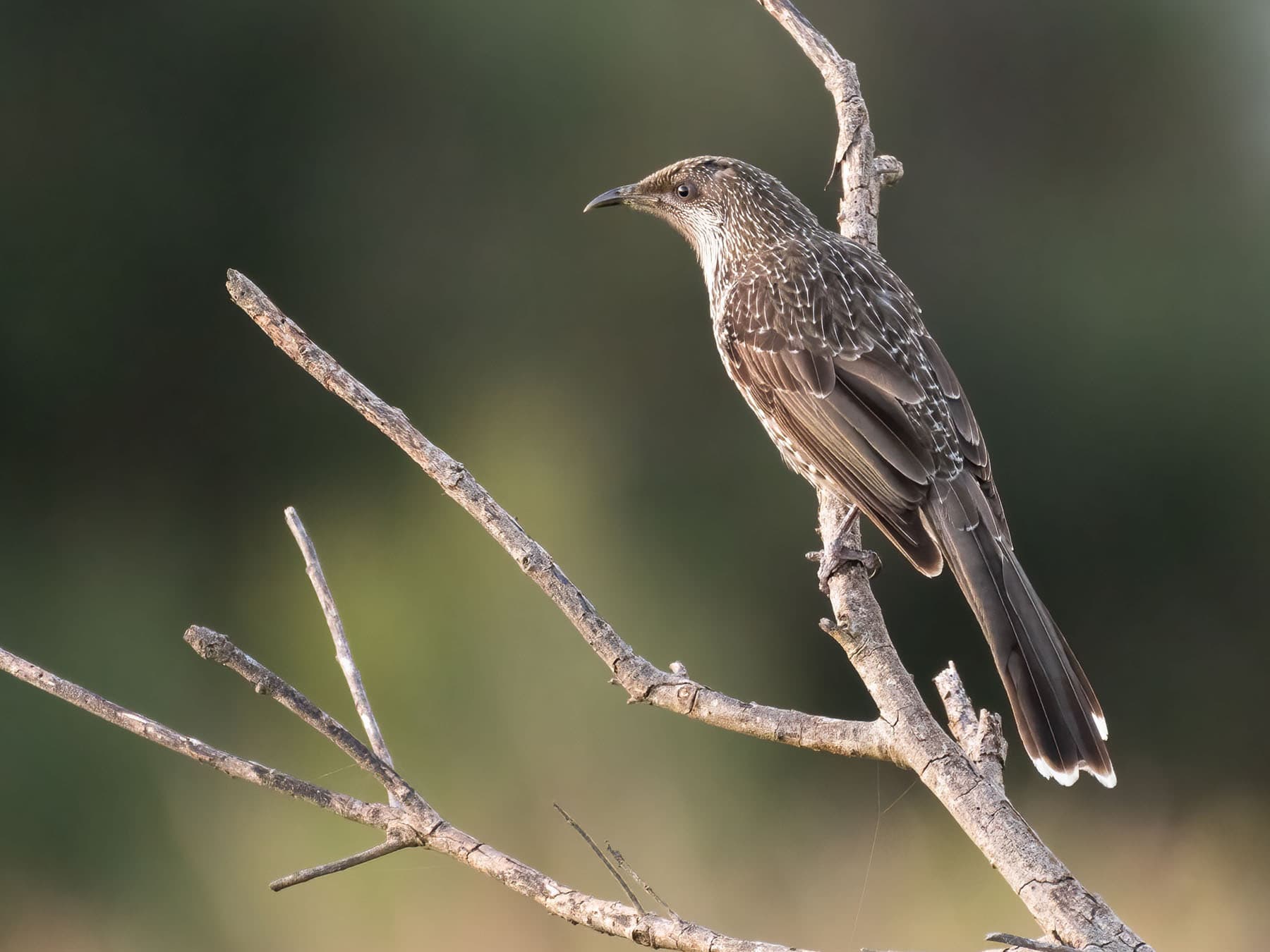 Close up of a Little Wattlebird in a tree