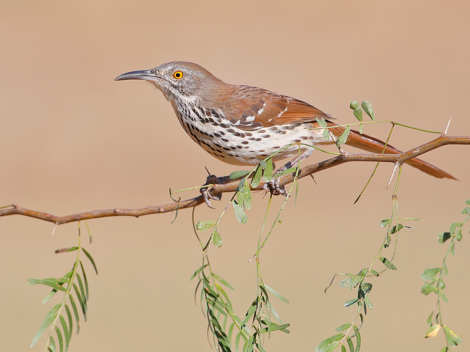 Long billed thrasher