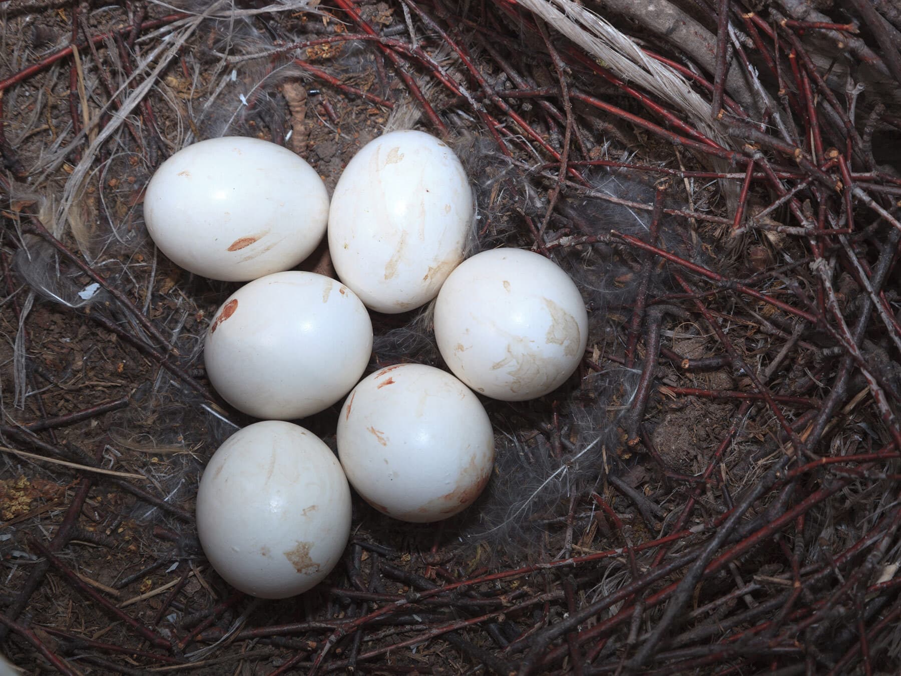 Long eared owl eggs