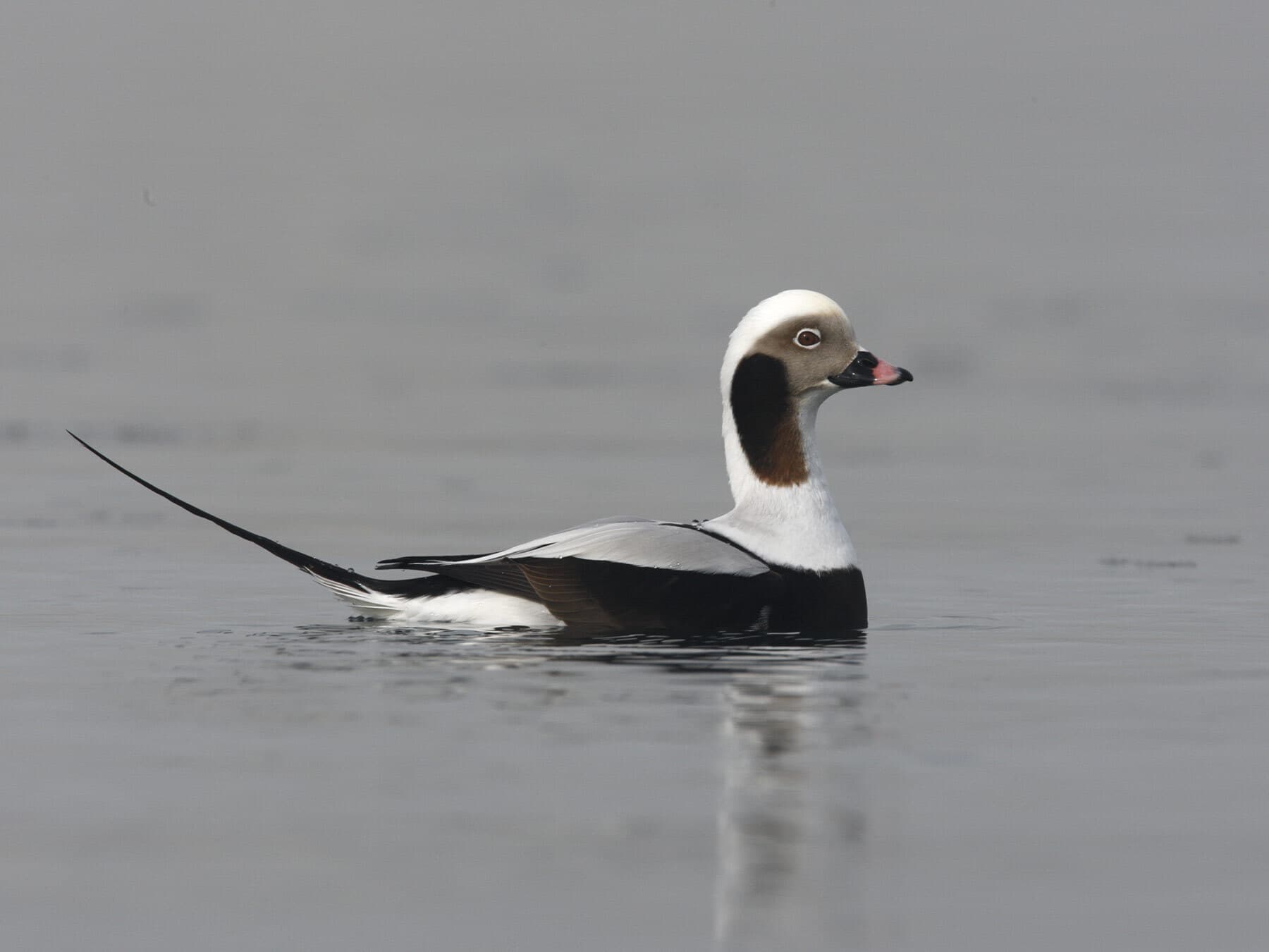 Long tailed duck