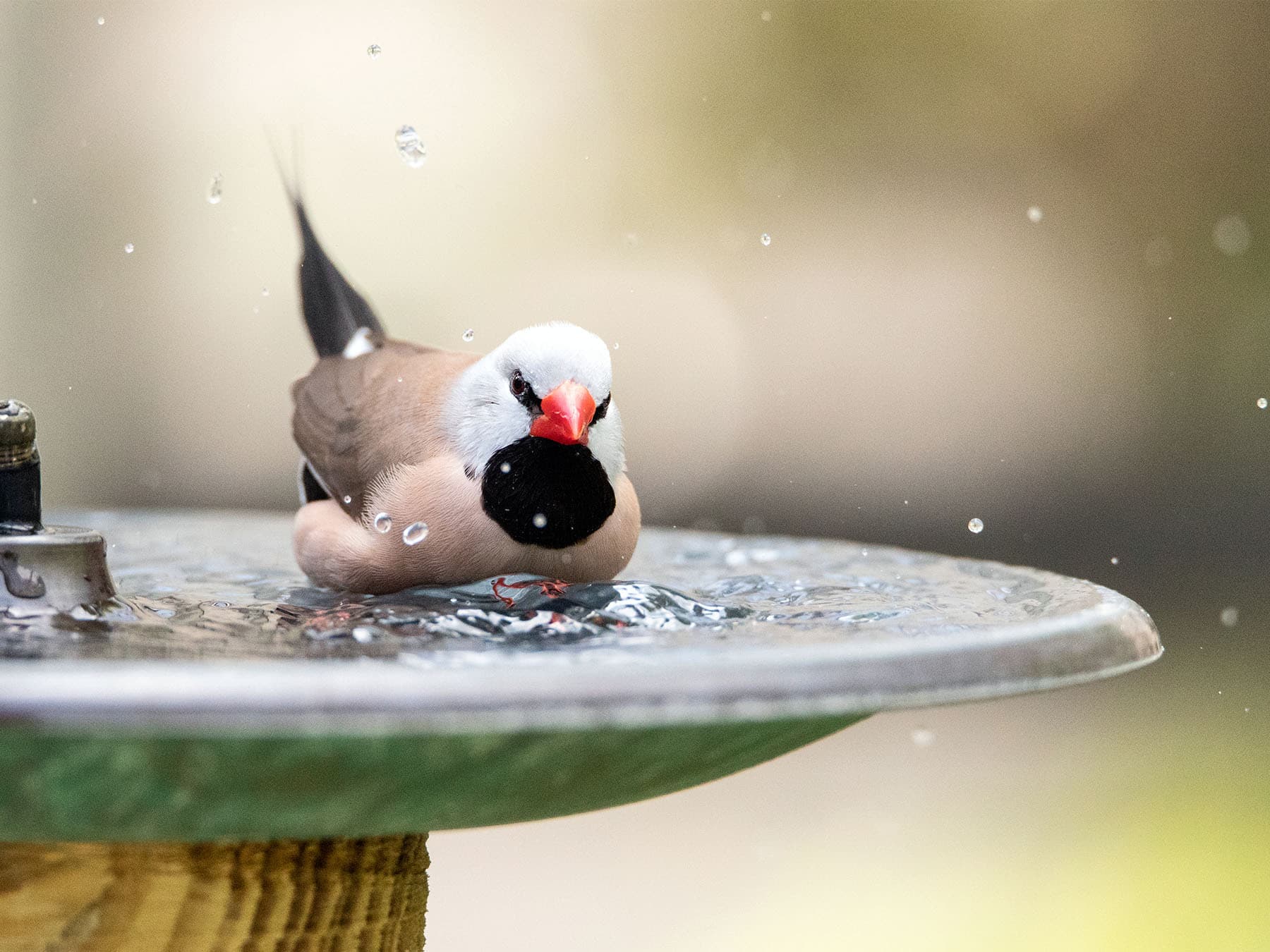 Long-tailed Finch bathing in birdbath