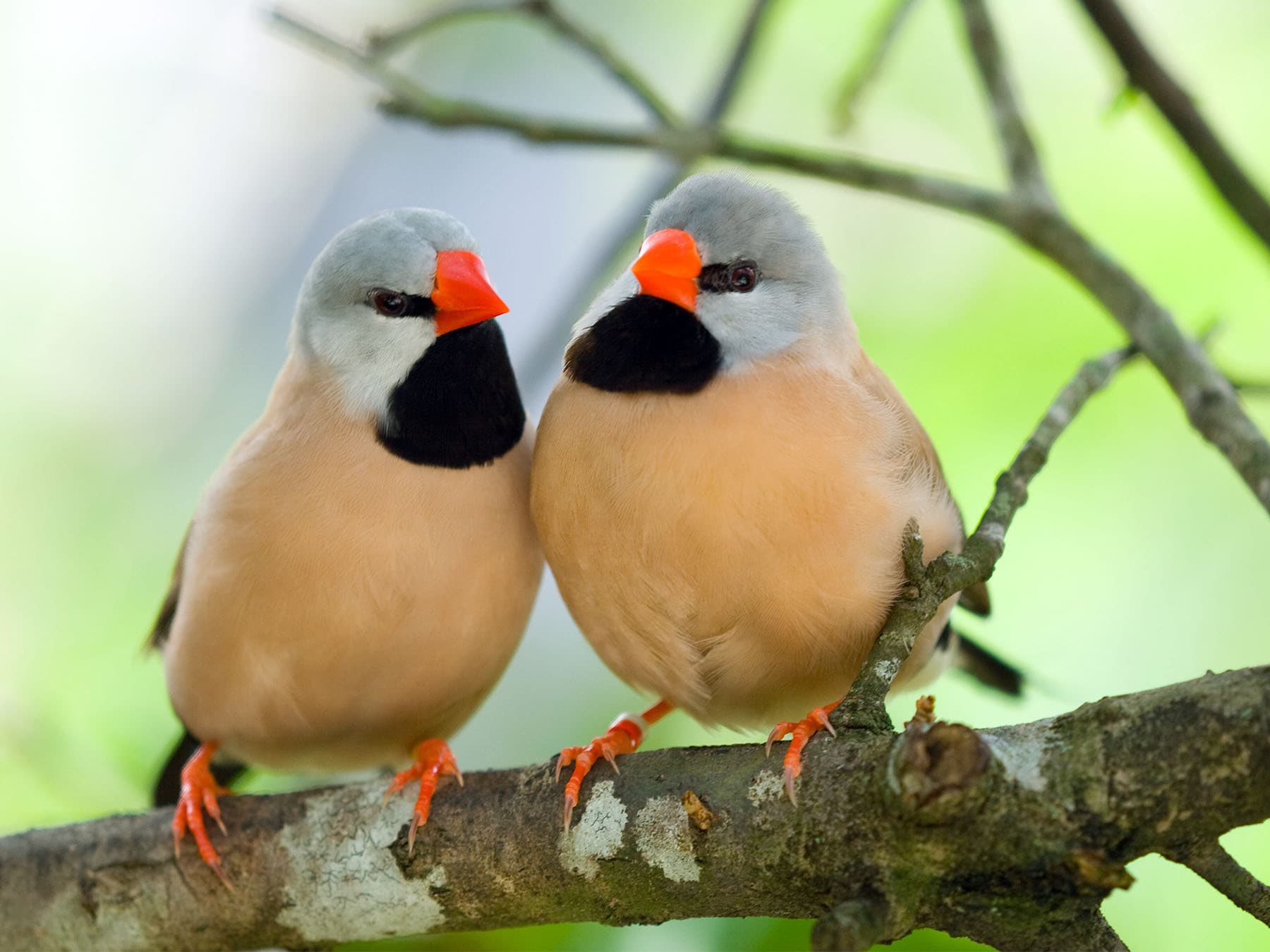 Pair of Long-tailed Finches