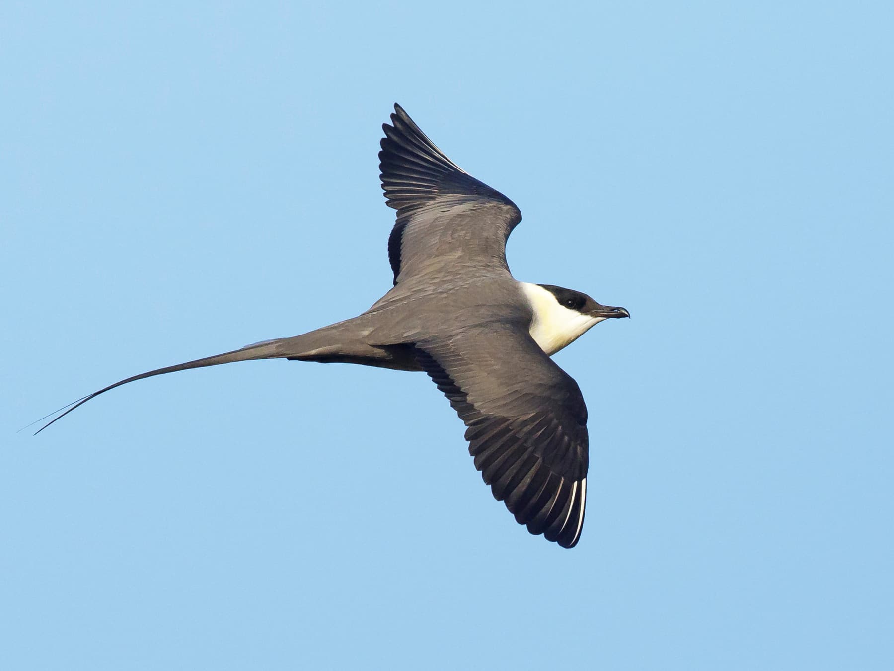 Long-Tailed Jaeger in-flight