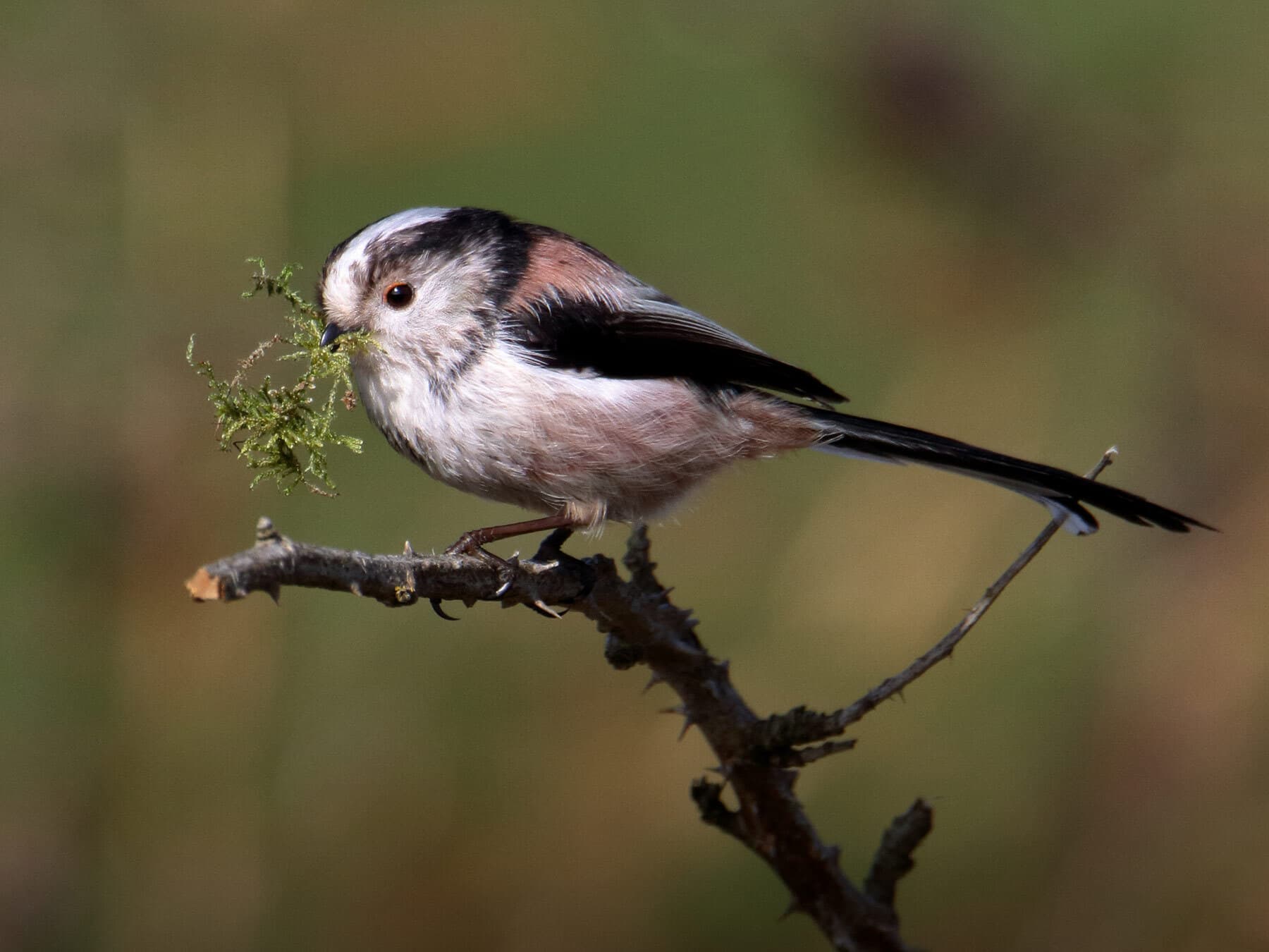 Long tailed tit gathering nesting