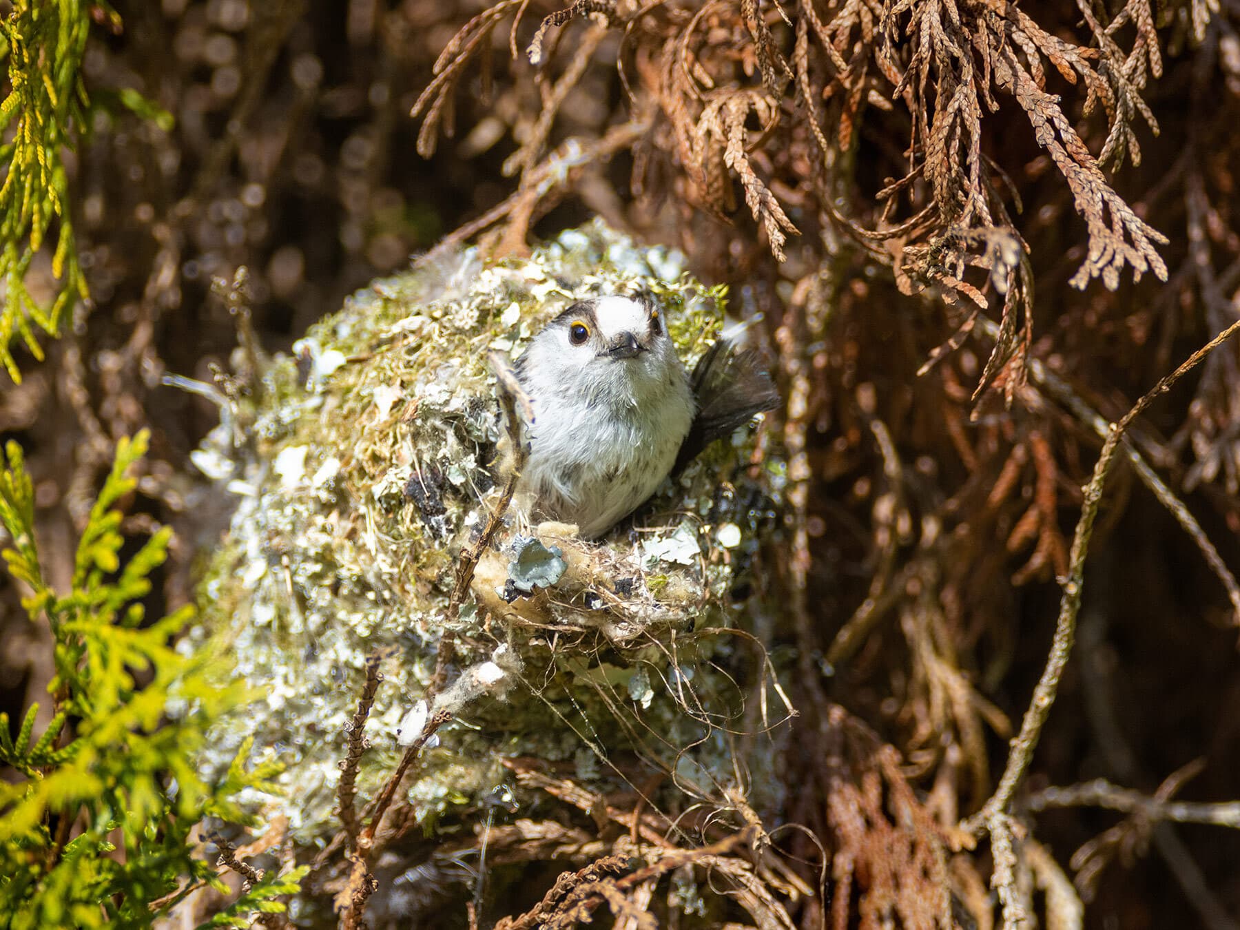 Long tailed tit nest