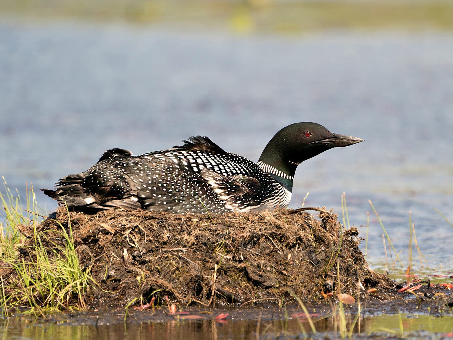Loon guarding nest
