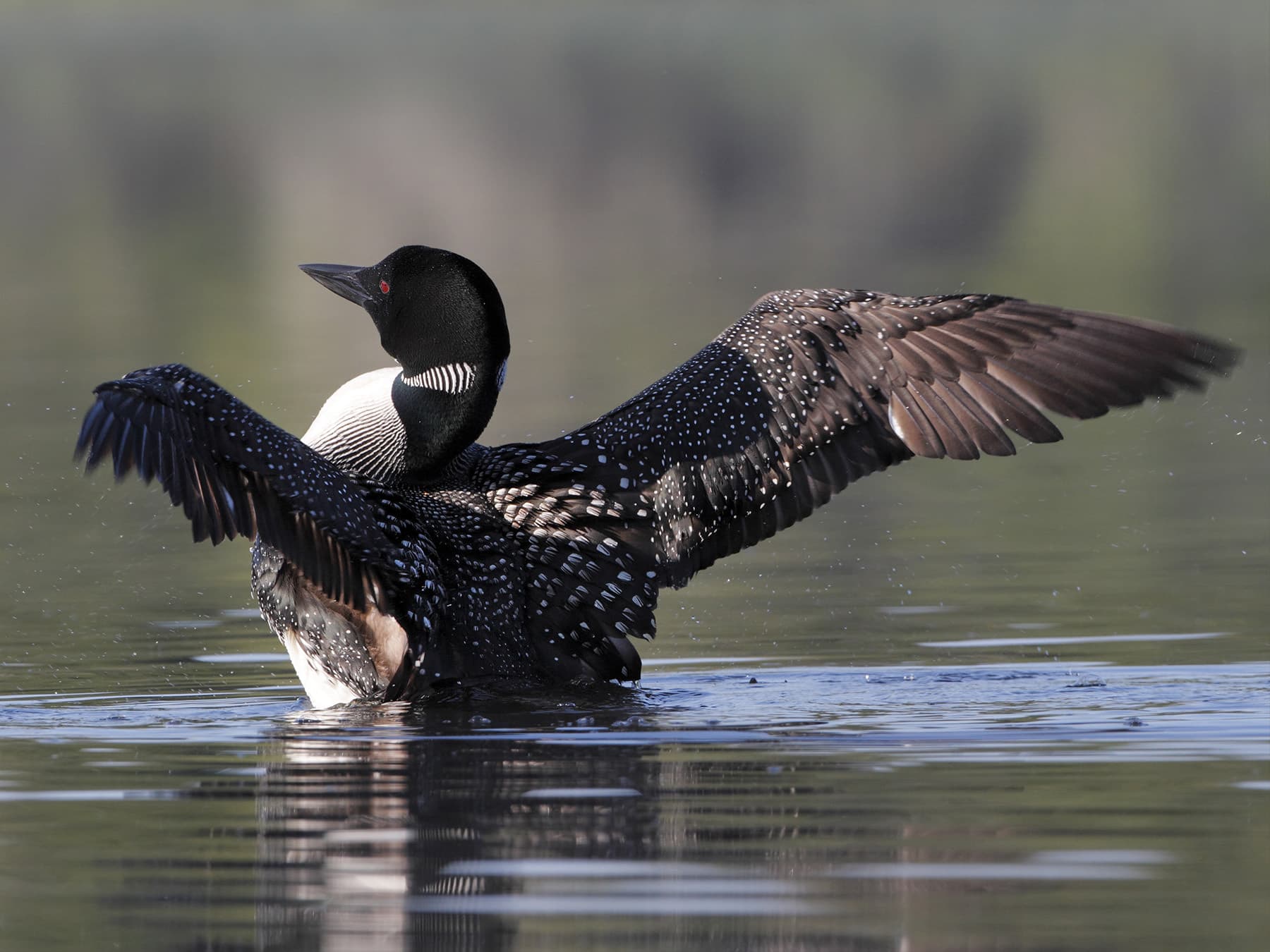 Loon migration