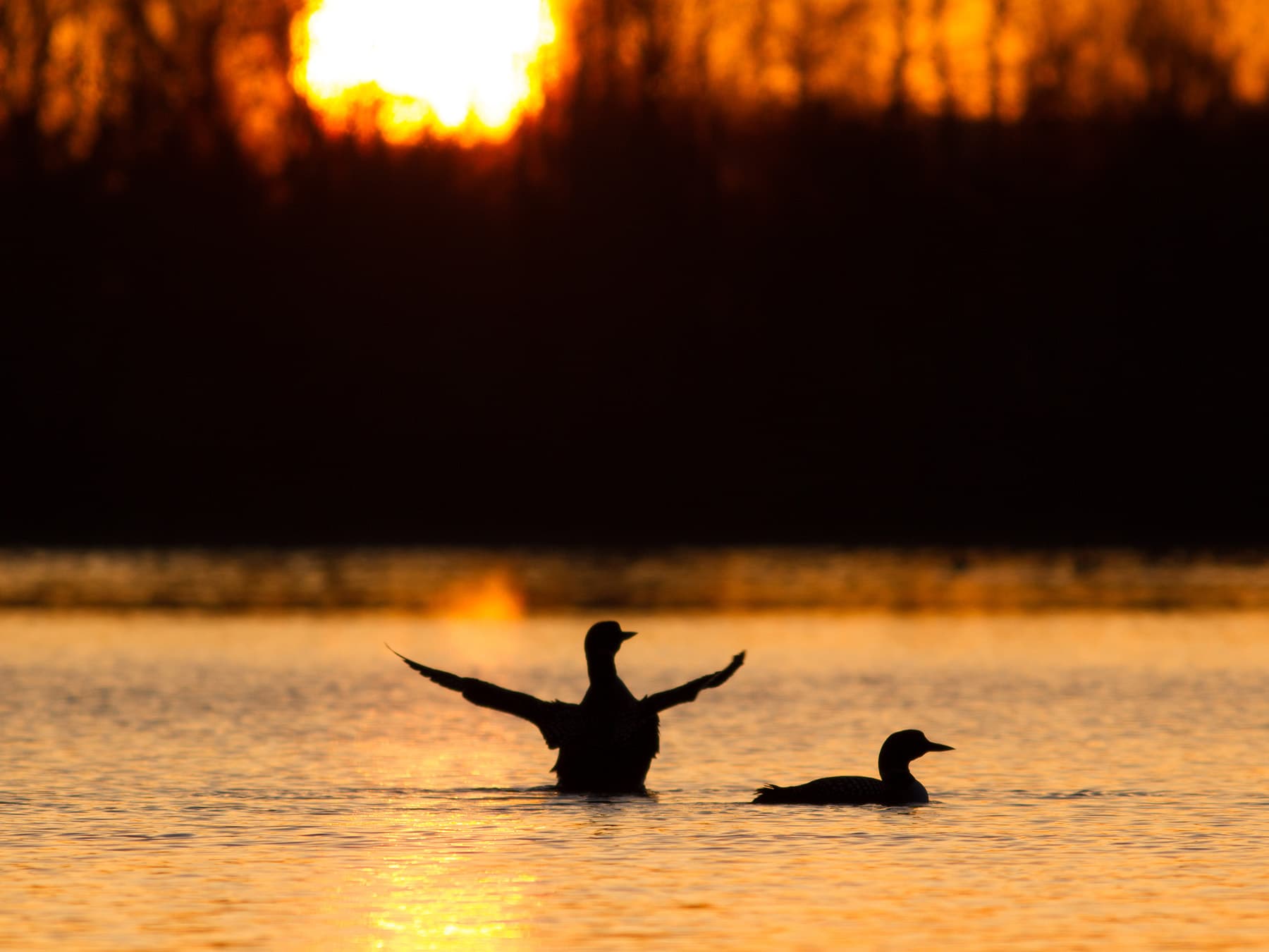 Loon pair at sunrise