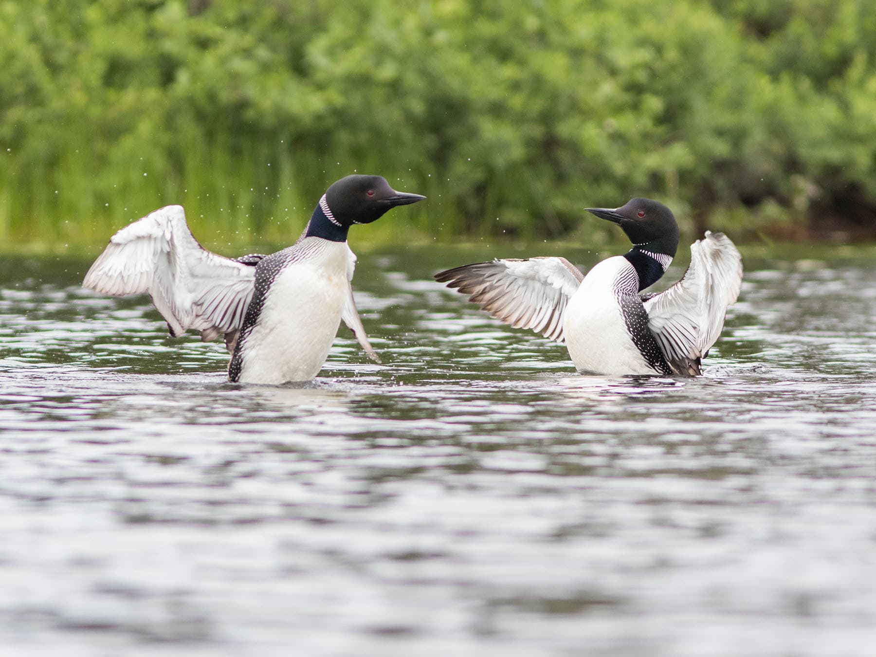 Loon pair