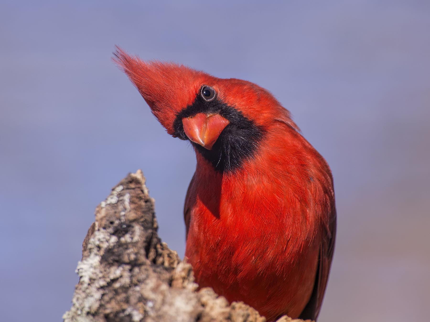 The Lost Art of Patience: What Watching Birds Teaches Us About Slowing Down