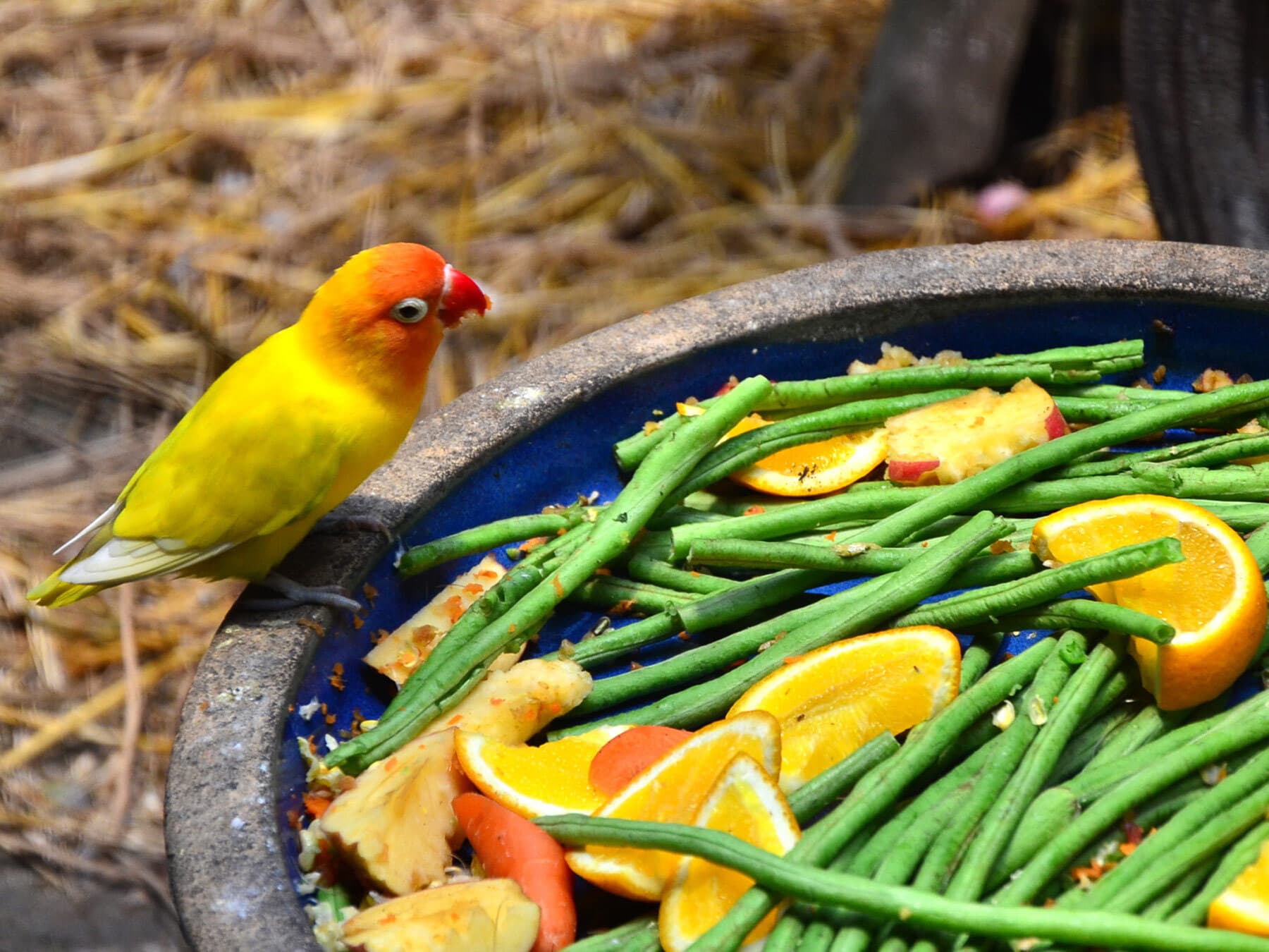 Lovebird eating fruit and vegetables