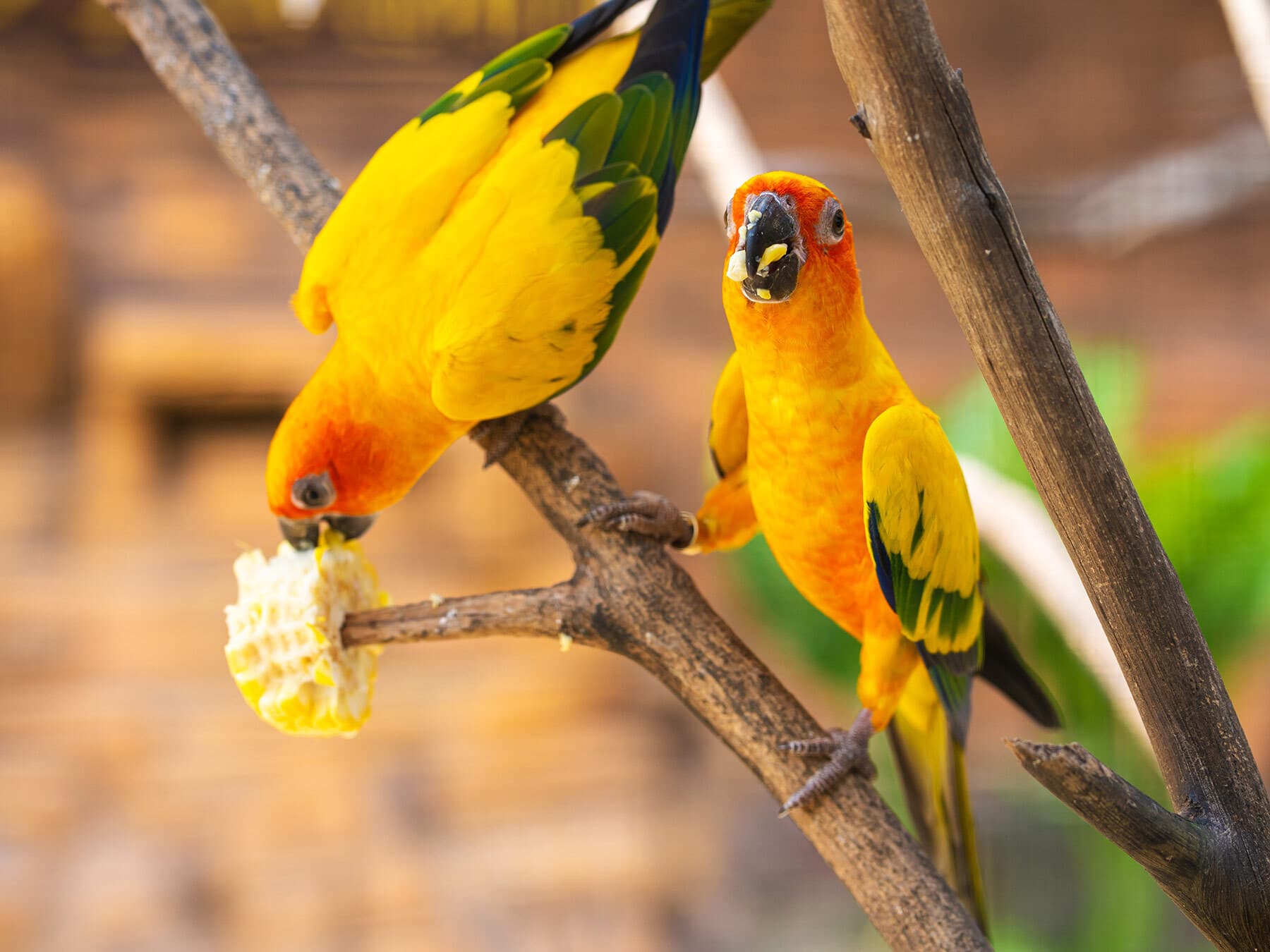Lovebirds eating corn