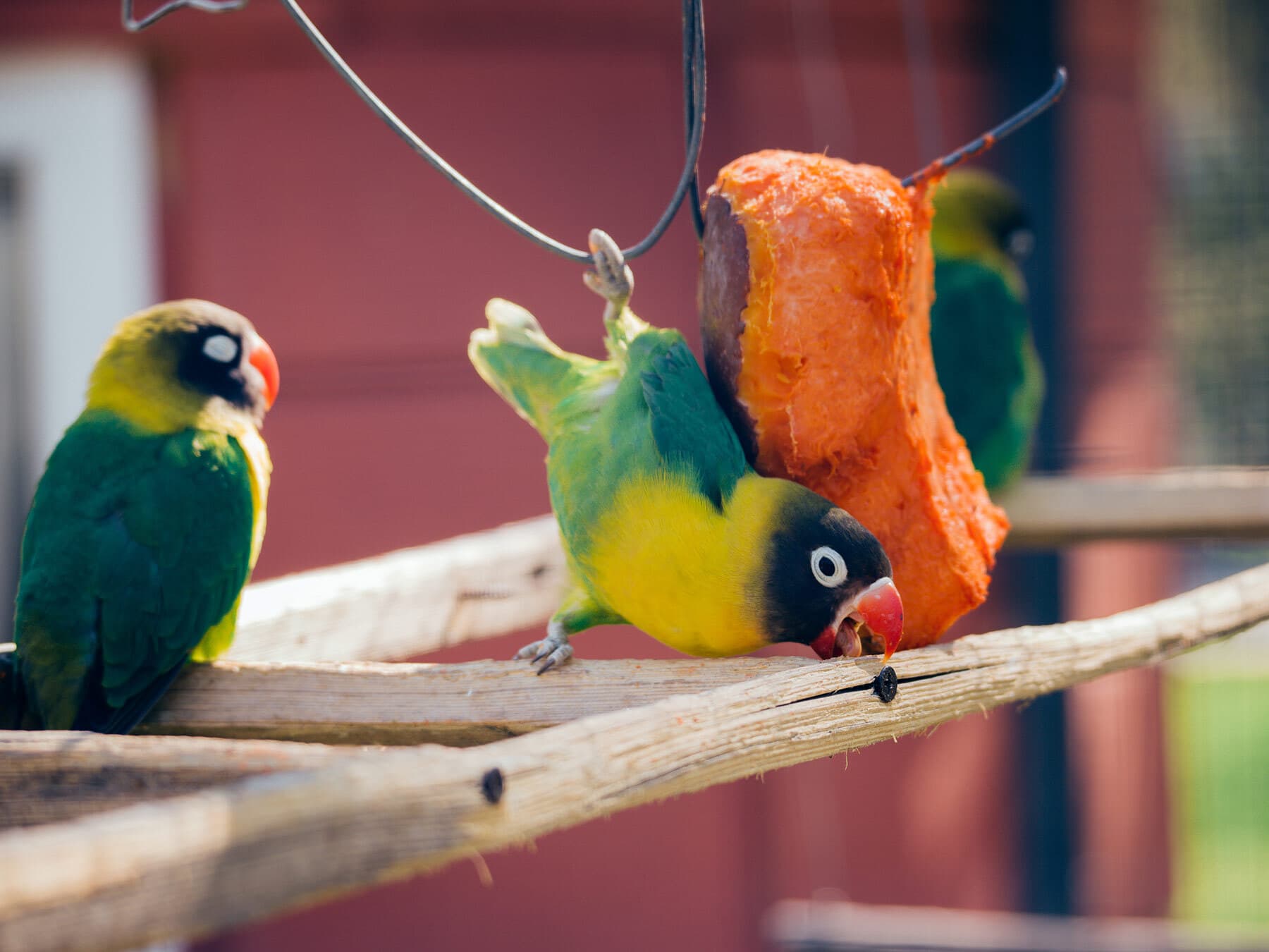 Lovebirds eating pumpkin