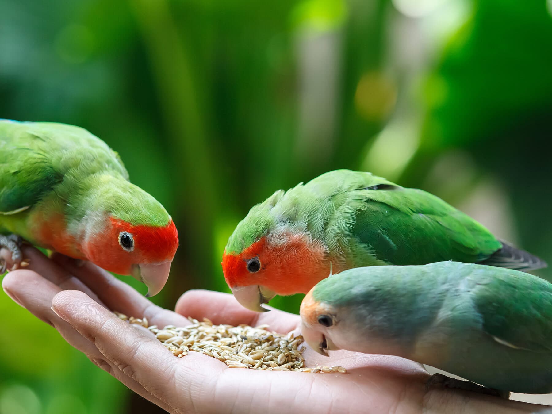 Lovebirds eating seeds from hand