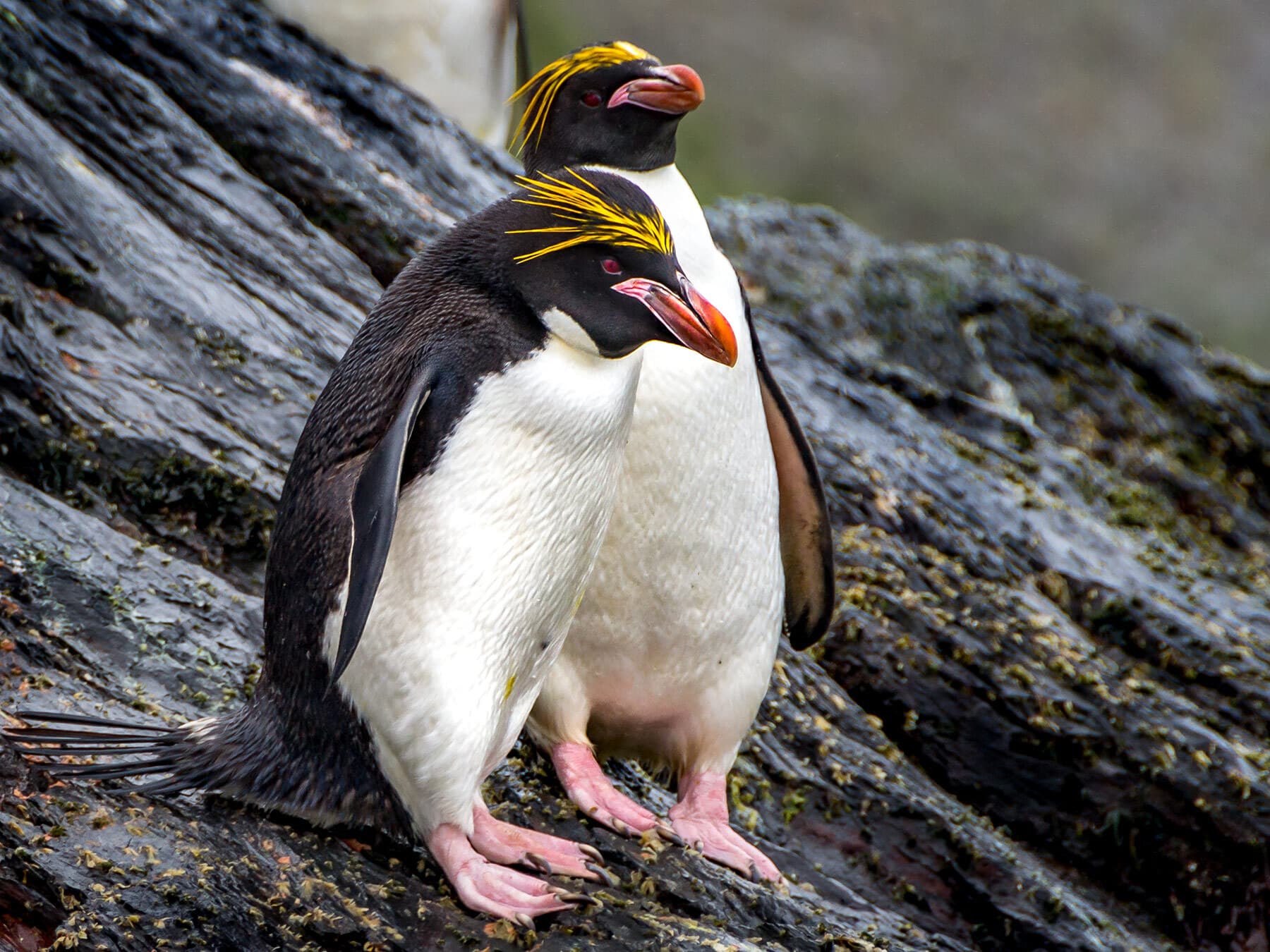 Macaroni penguin lifespan