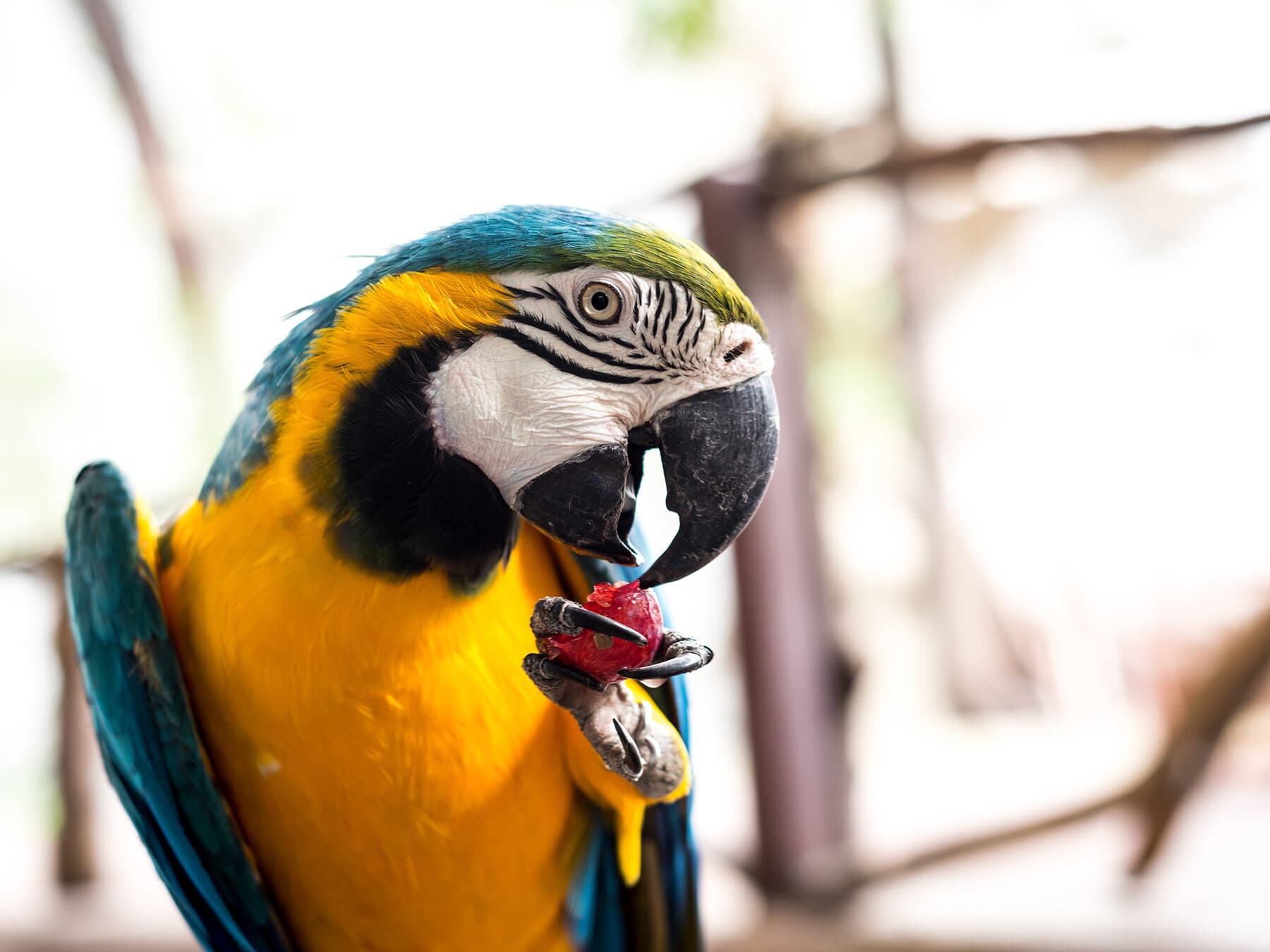 Macaw eating grape