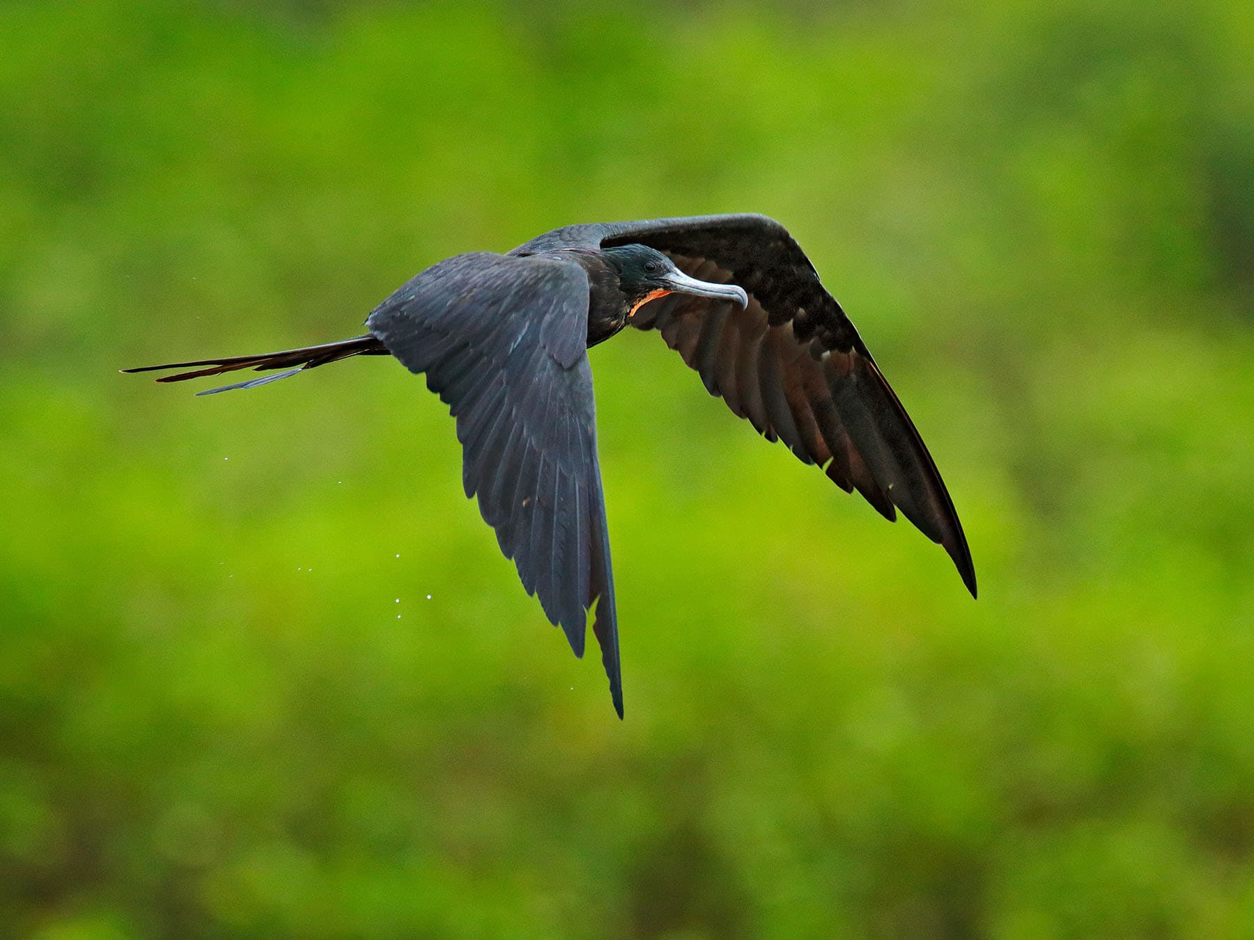 Magnificent frigatebird 1