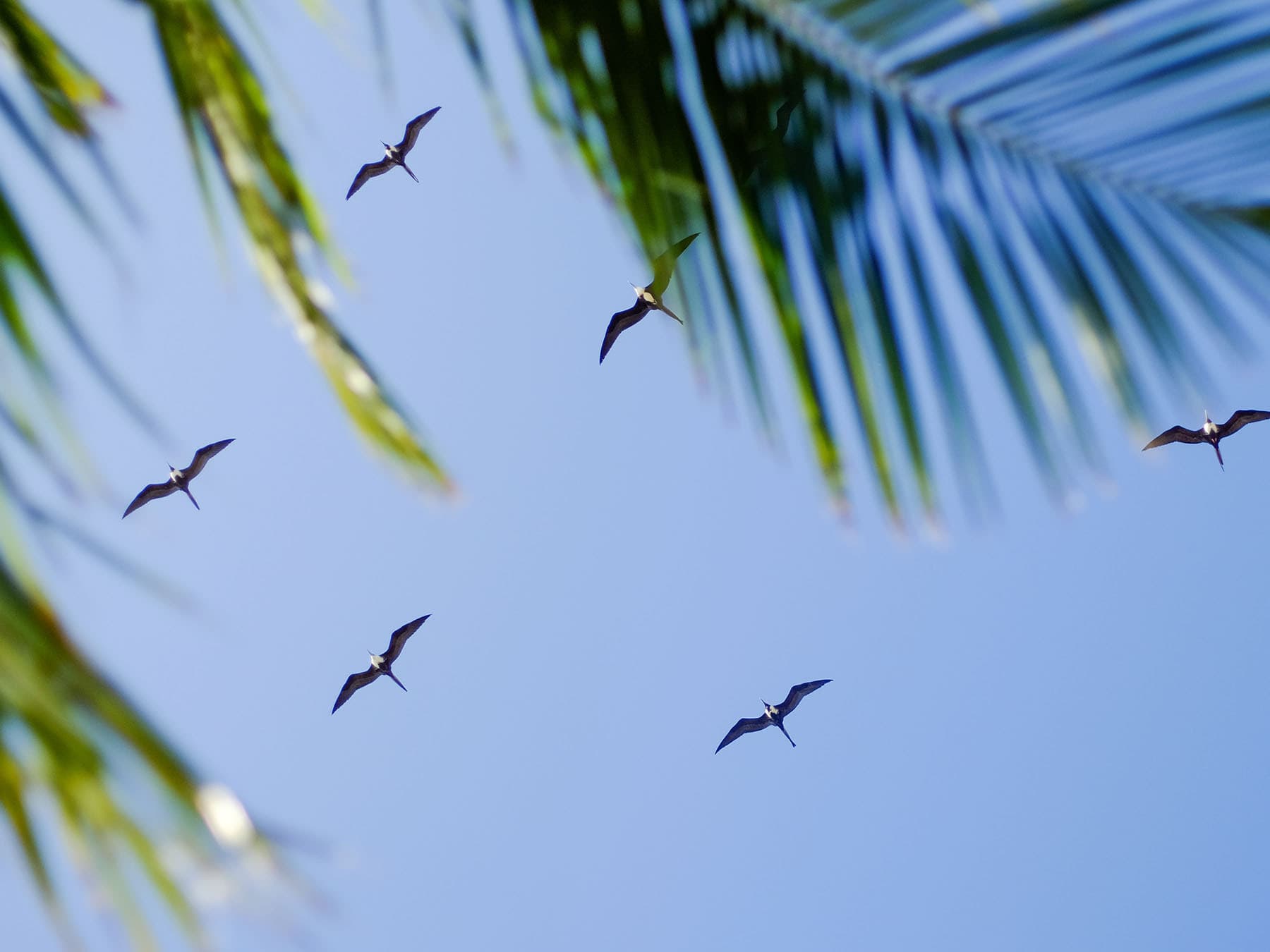 Magnificent frigatebird florida