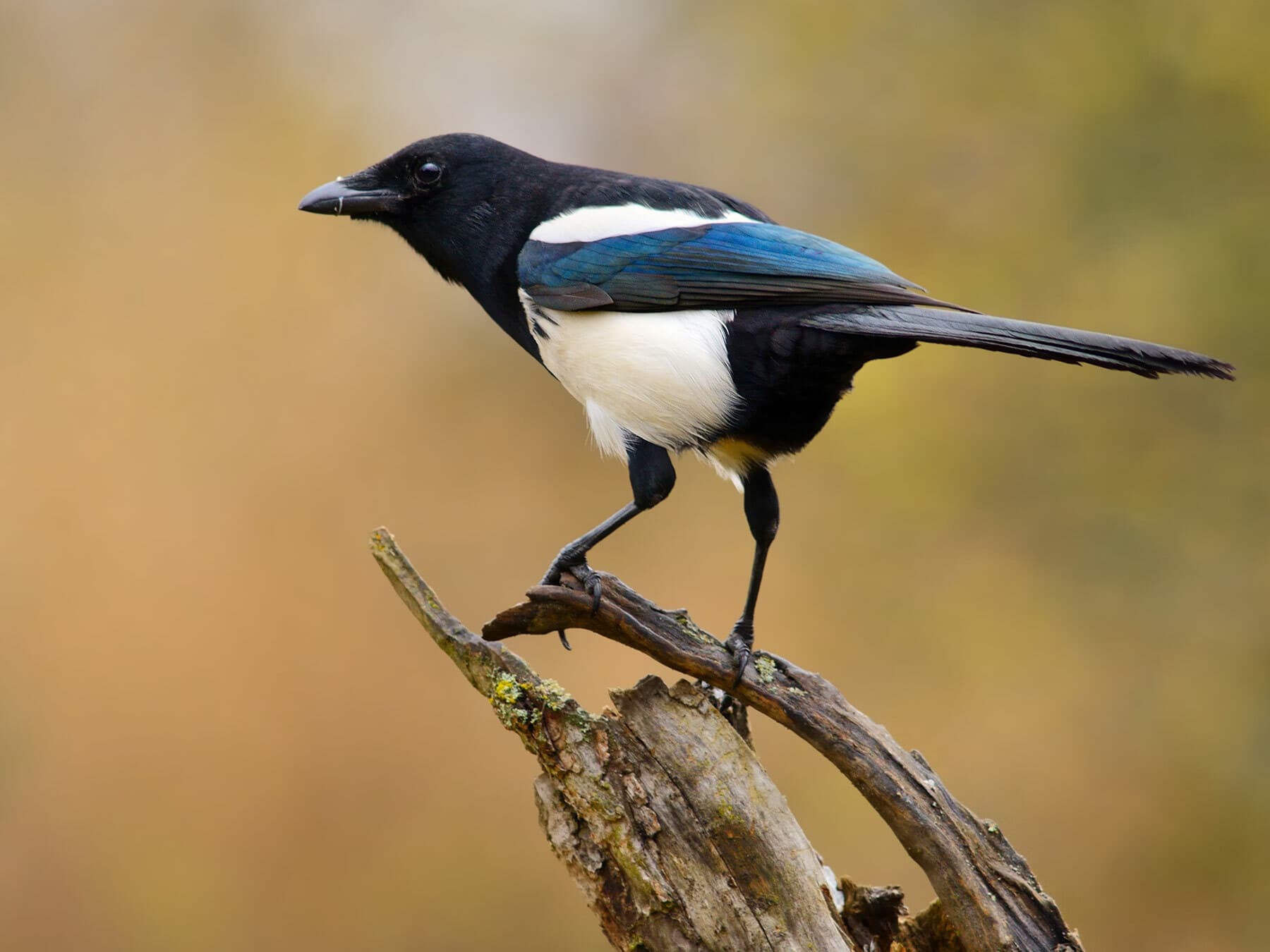 A Magpie on a mossy stump