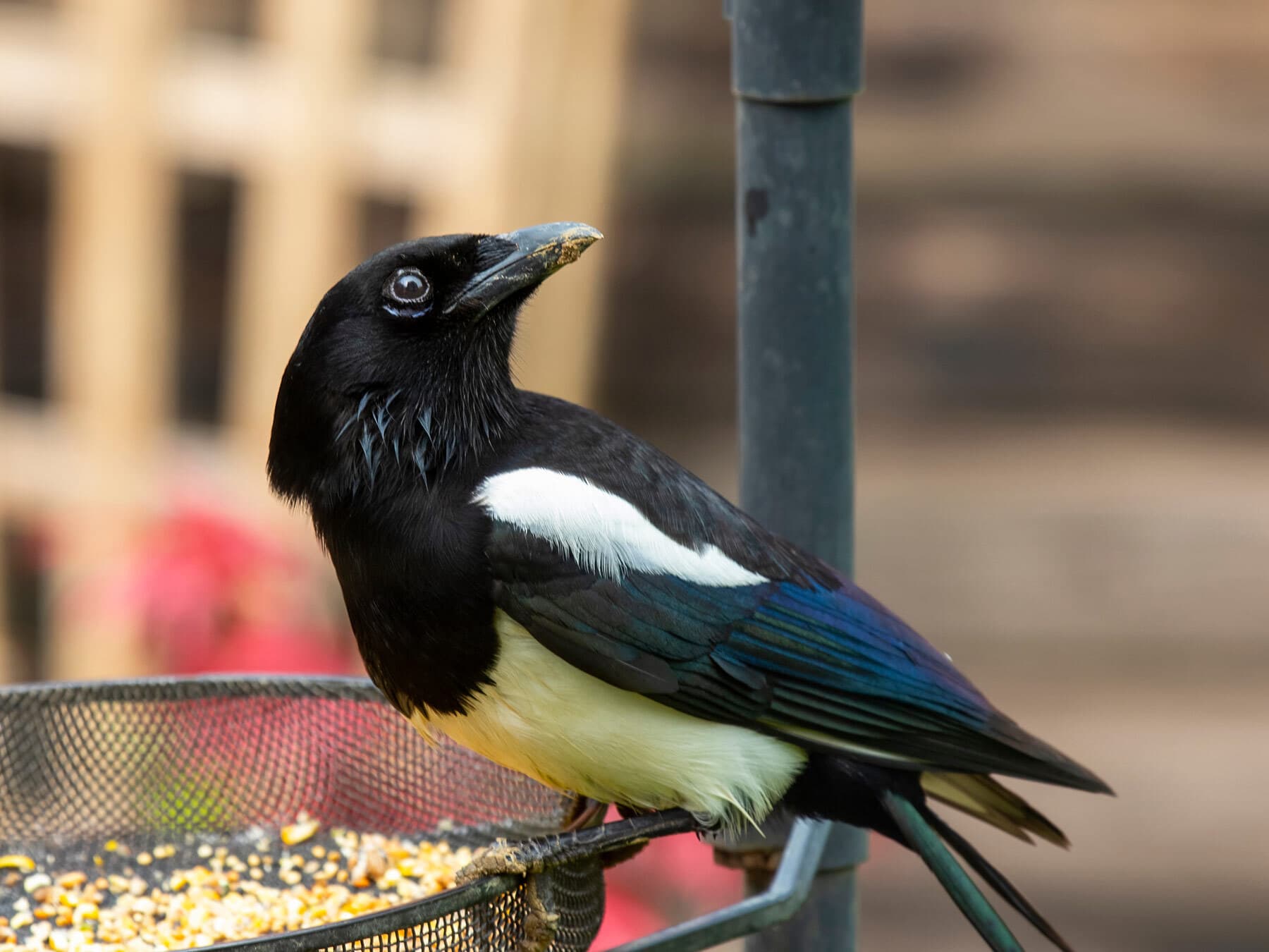 Magpie at bird feeder