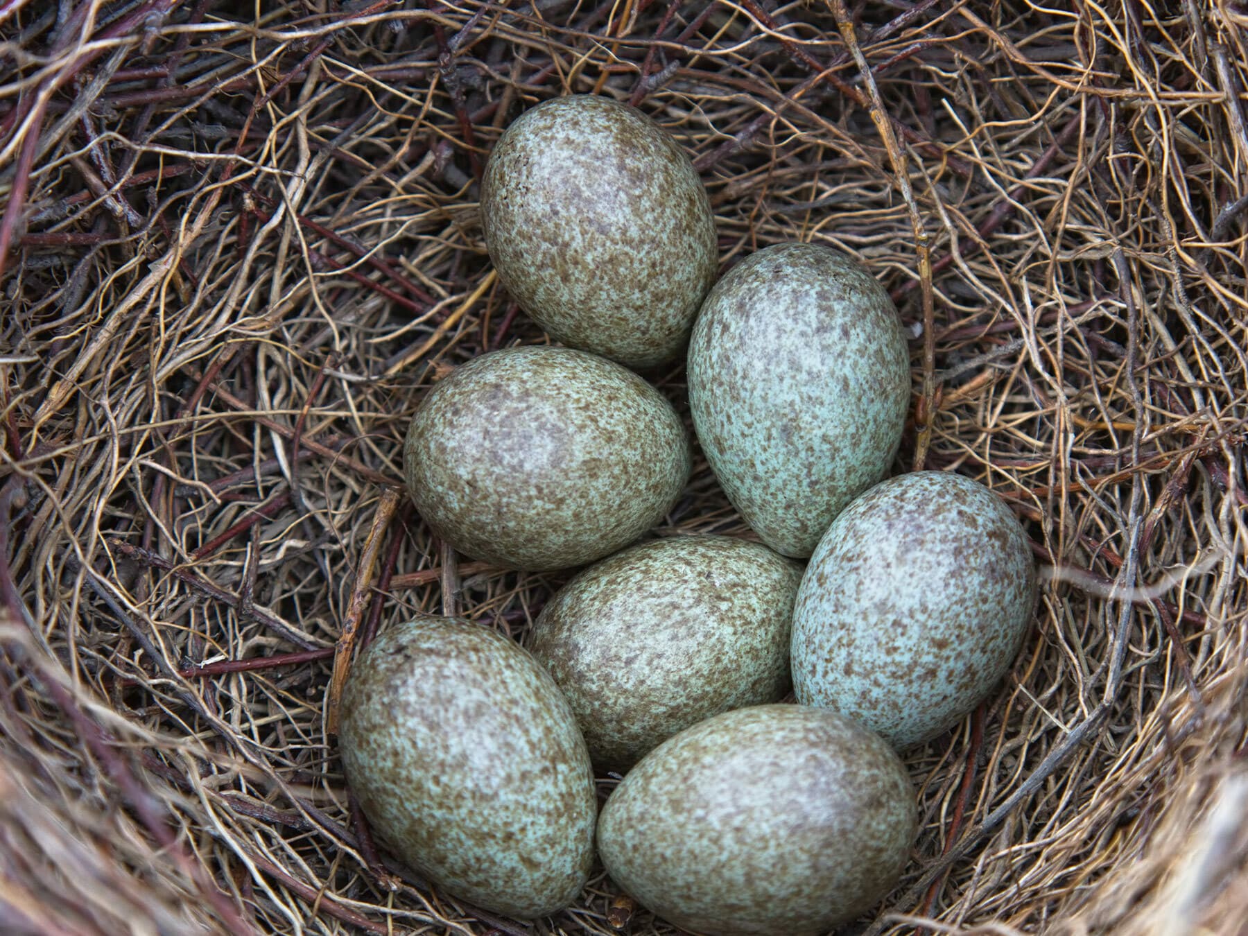 Large pale blue-green Magpie eggs with heavy olive-brown mottling