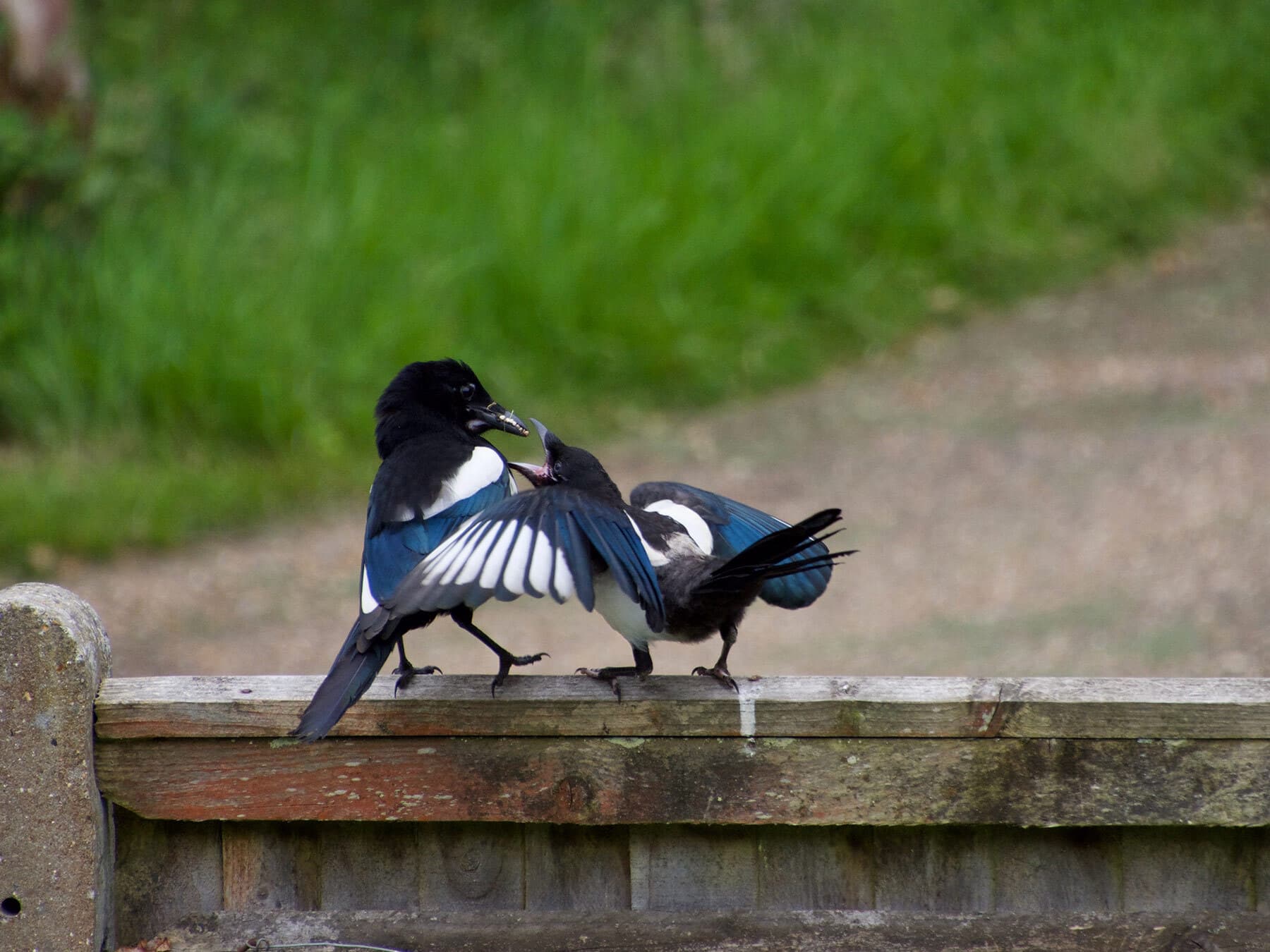 Magpie feeding fledgling