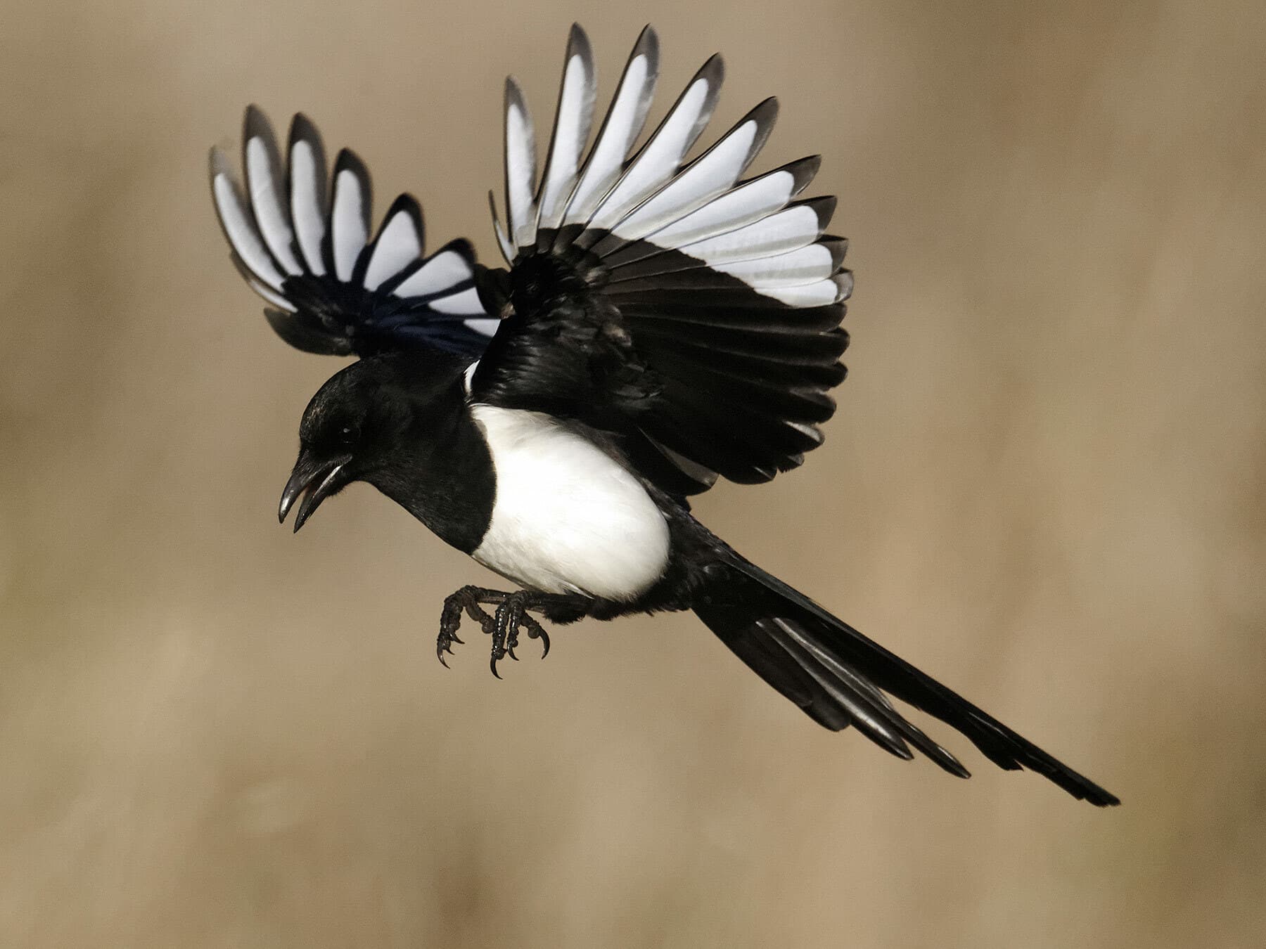 A Magpie in flight, wings raised, showing the white in the wing