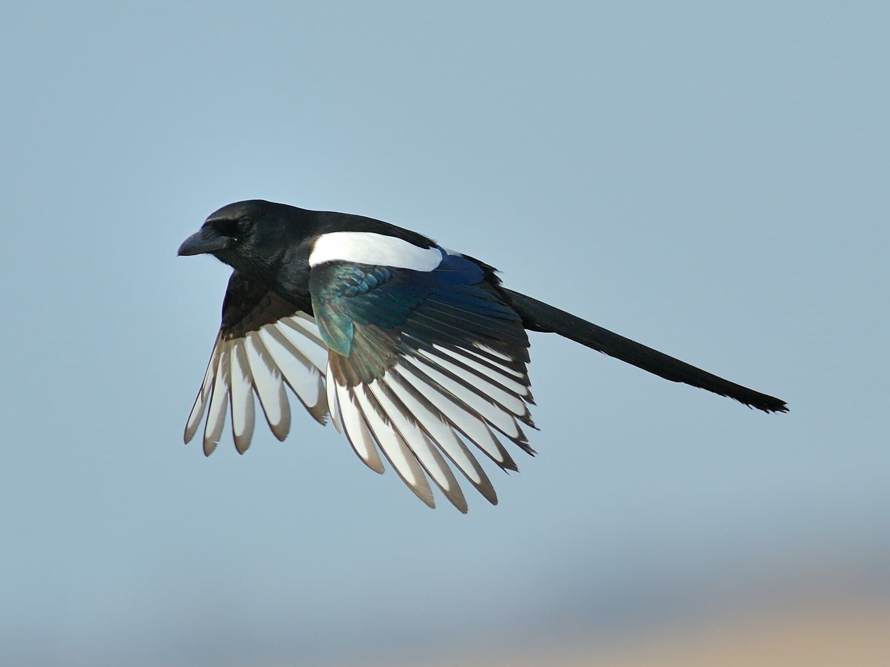 A Magpie in flight