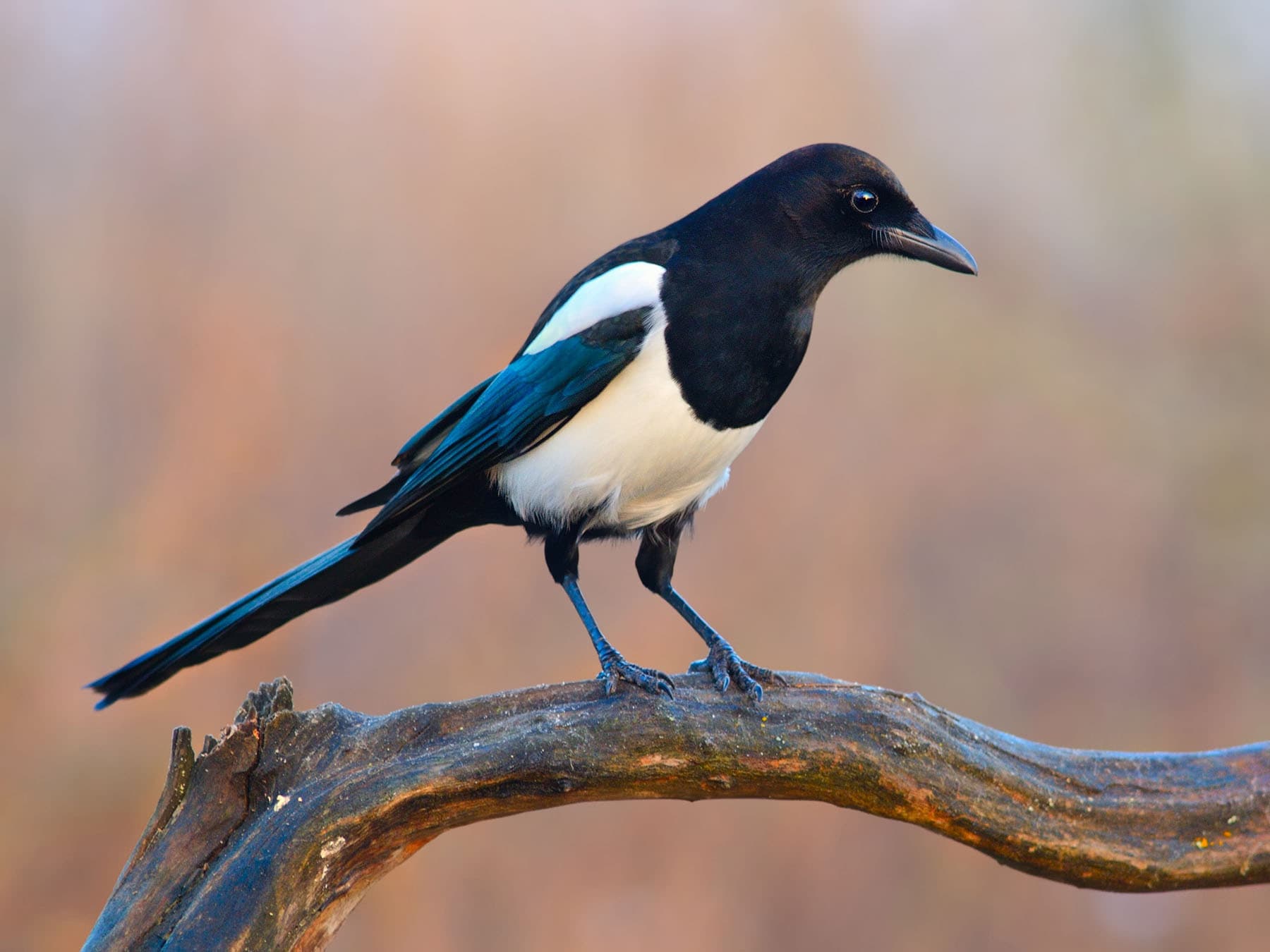 A Magpie's white shoulder patch and belly, with a blue sheen on the closed wing and a long, dark tail