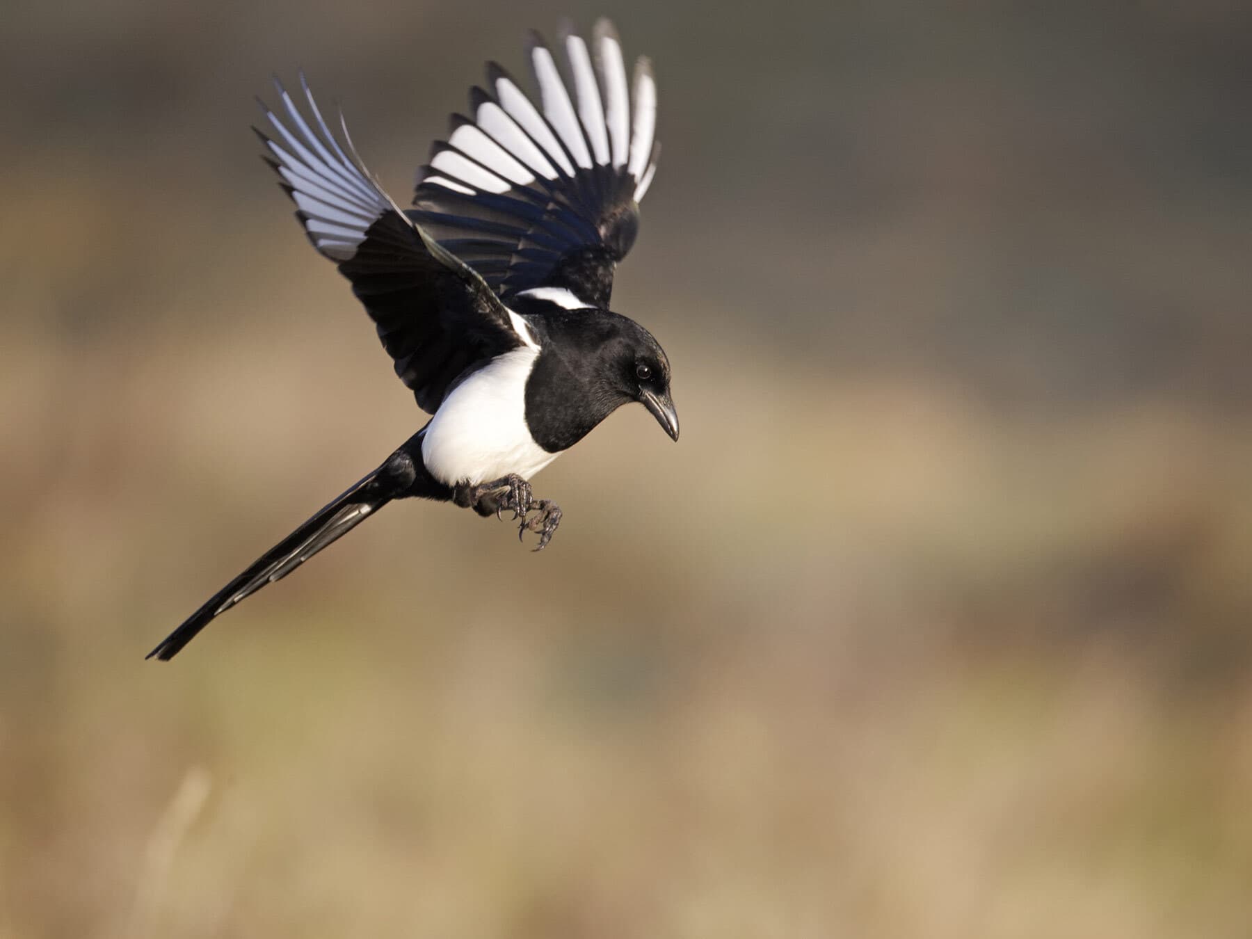 Magpie in flight