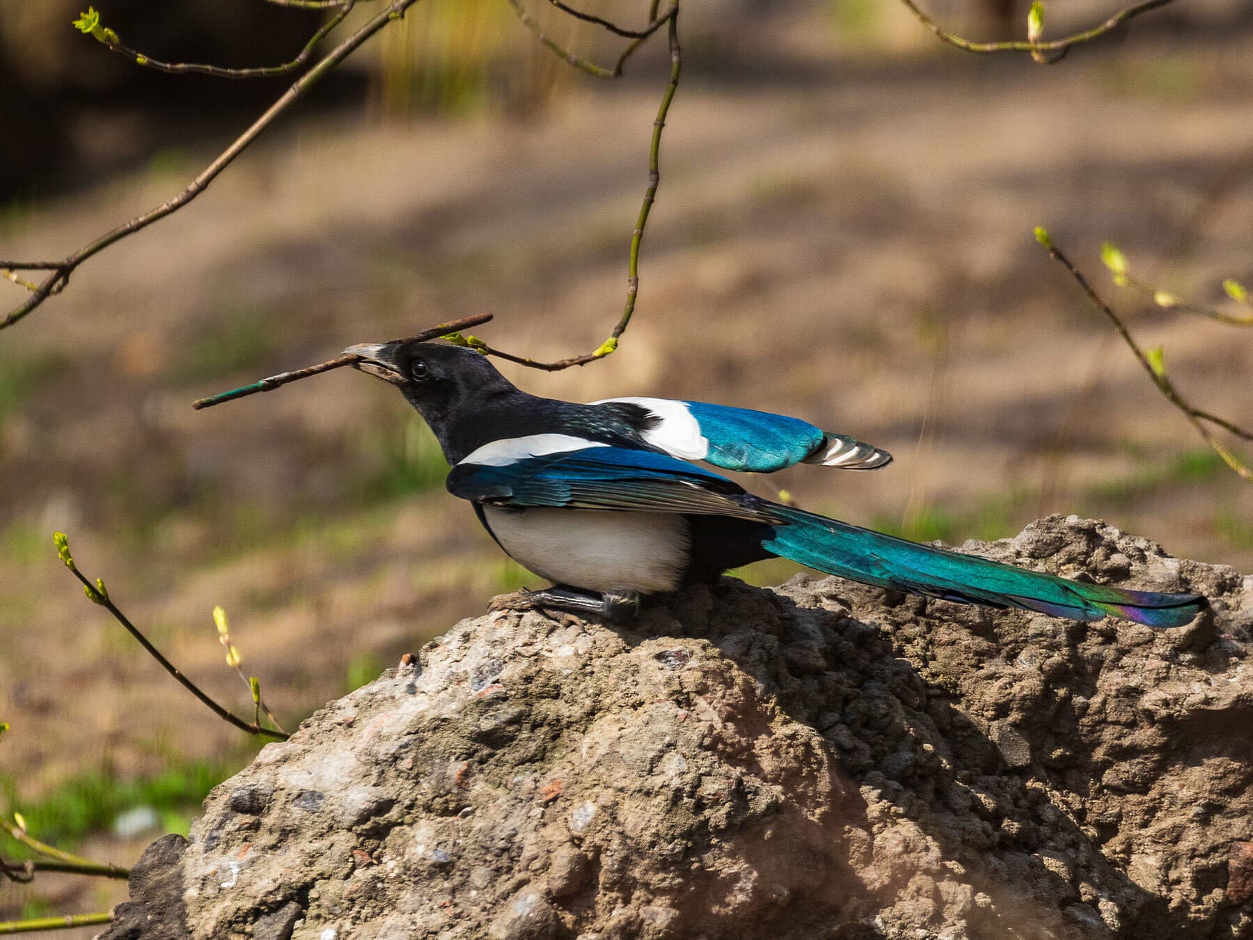 Magpie nesting materials