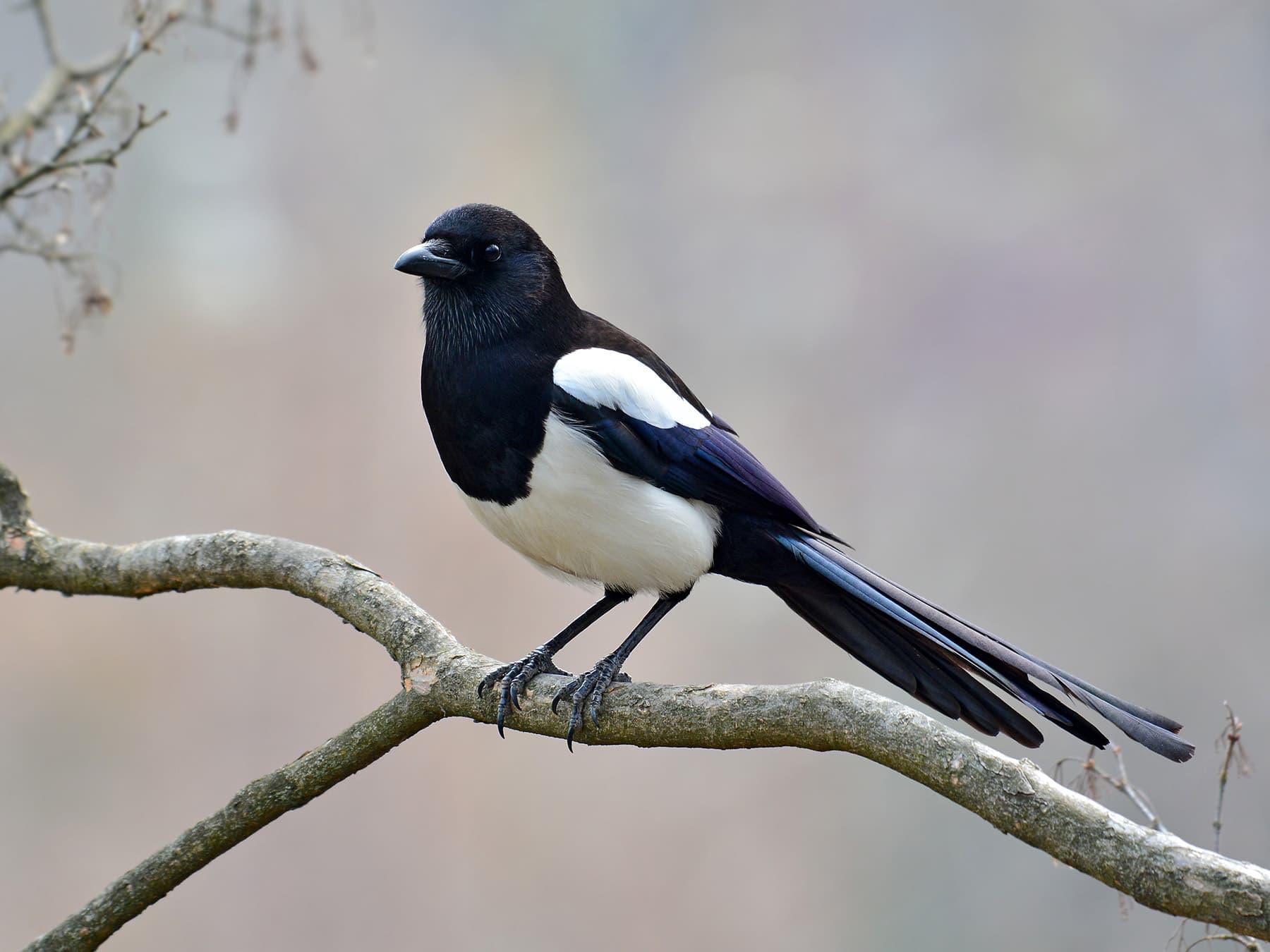 Magpie perched