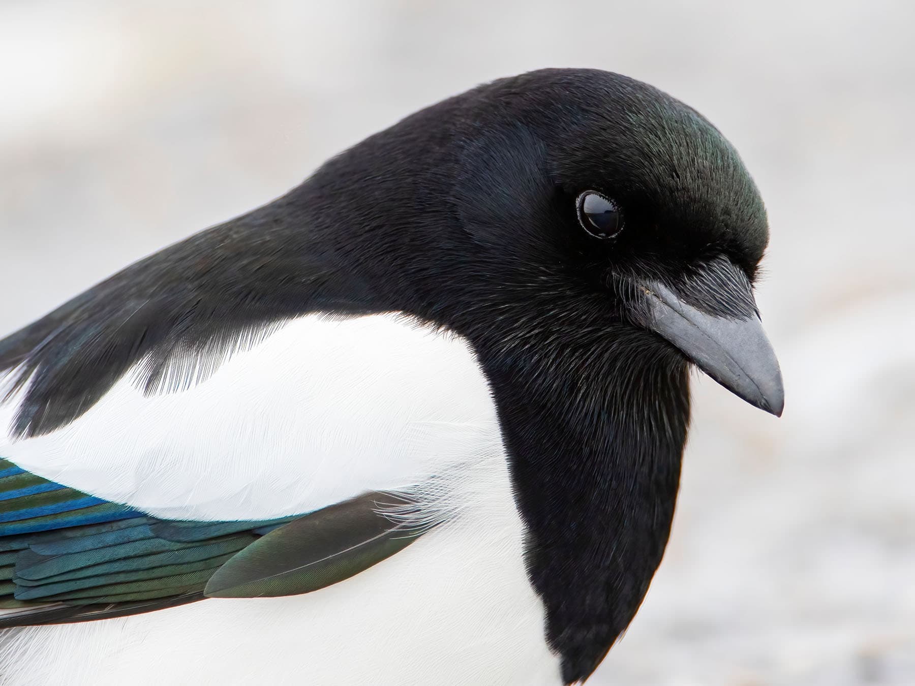 Close to: the black head has a faint green sheen