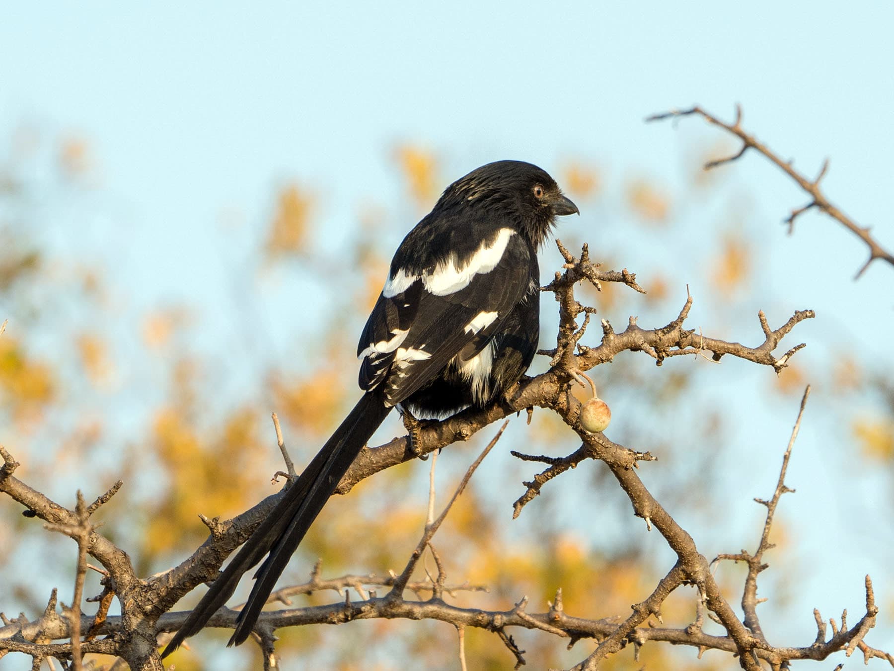 Magpie Shrike perched in tree